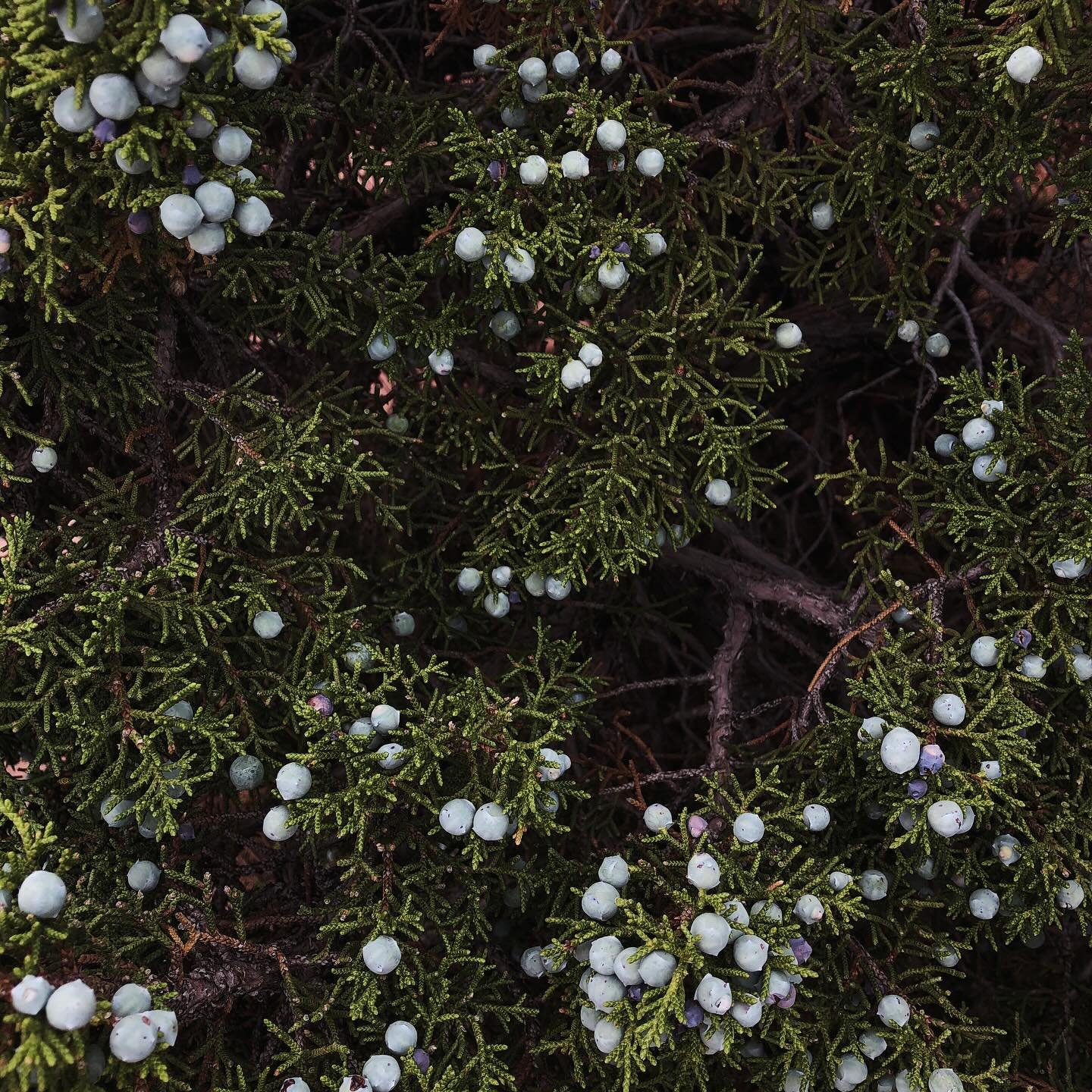 I’m in love with juniper bushes. The rich greens and the blue berries in contrast get me every time. Will never not stop for a shot of these.