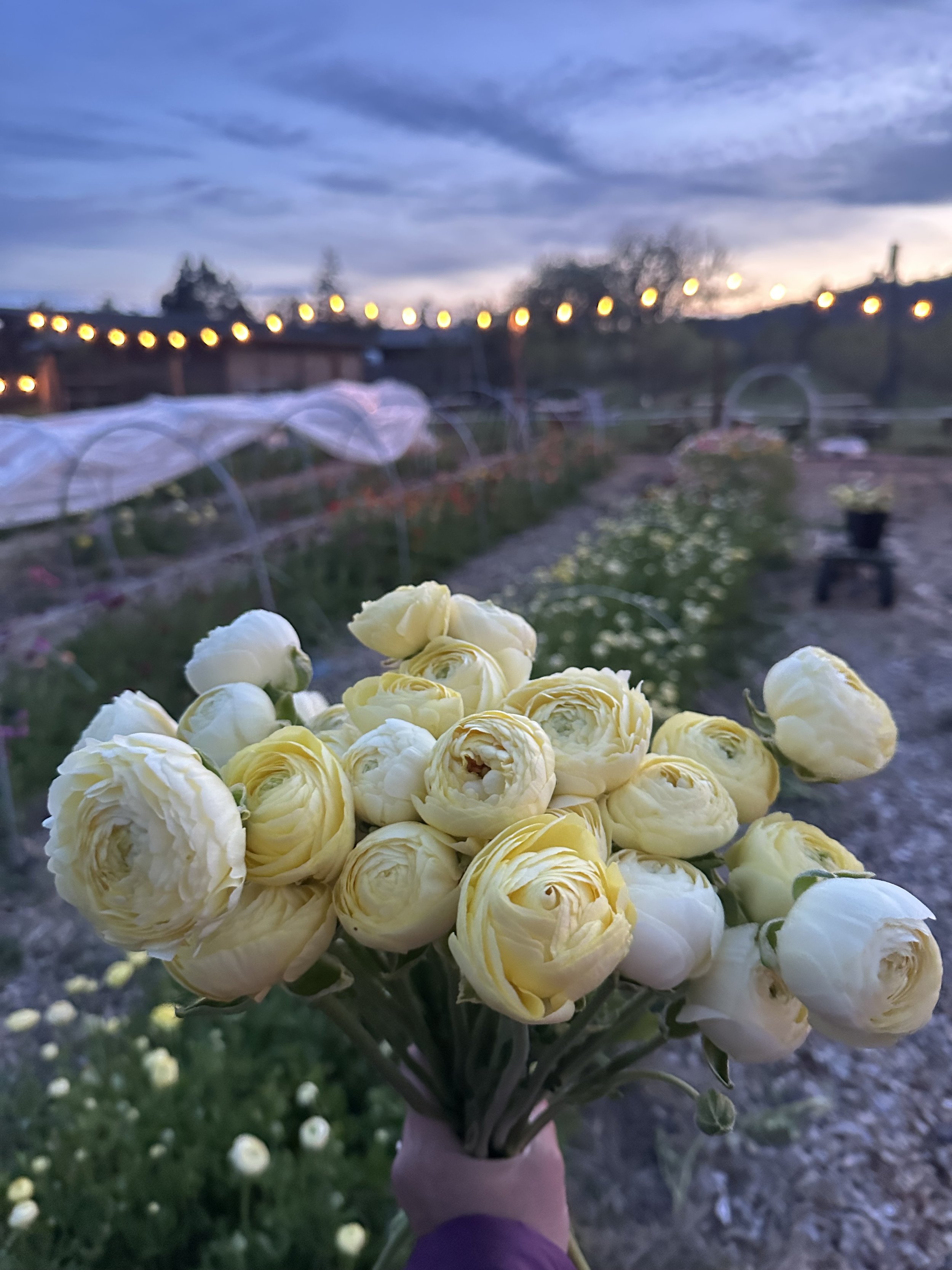 Ranunculus at night