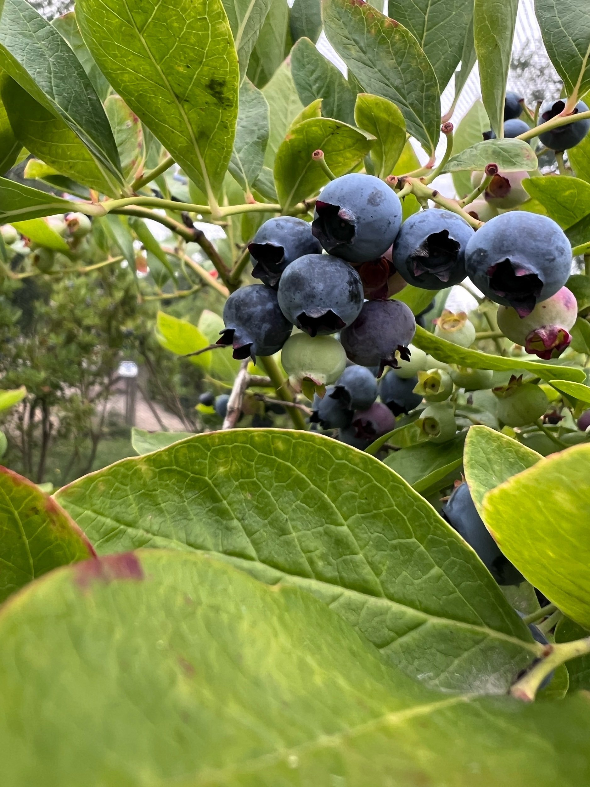 1B771210-0F09-4861-9471-1EB663EC0206.jpeg