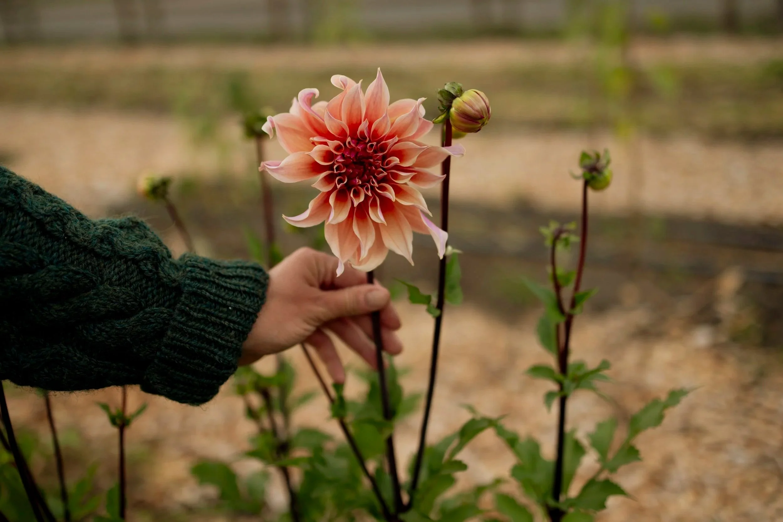Tekla Dahlia
