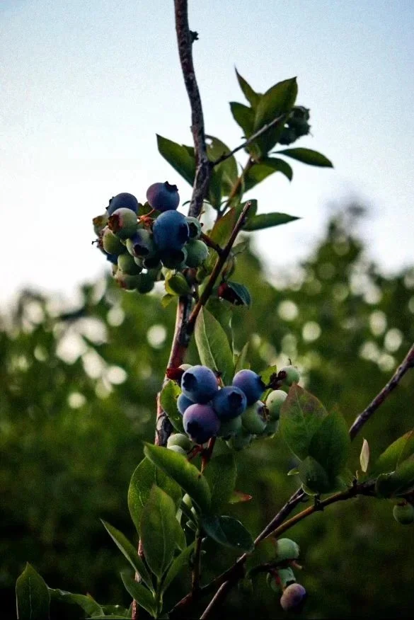 u-pick blueberries on Orcas Island