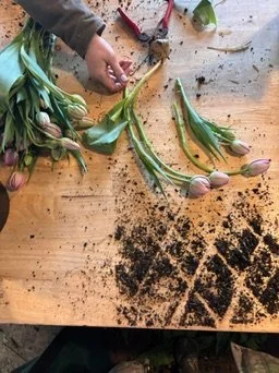 Farm grown tulips