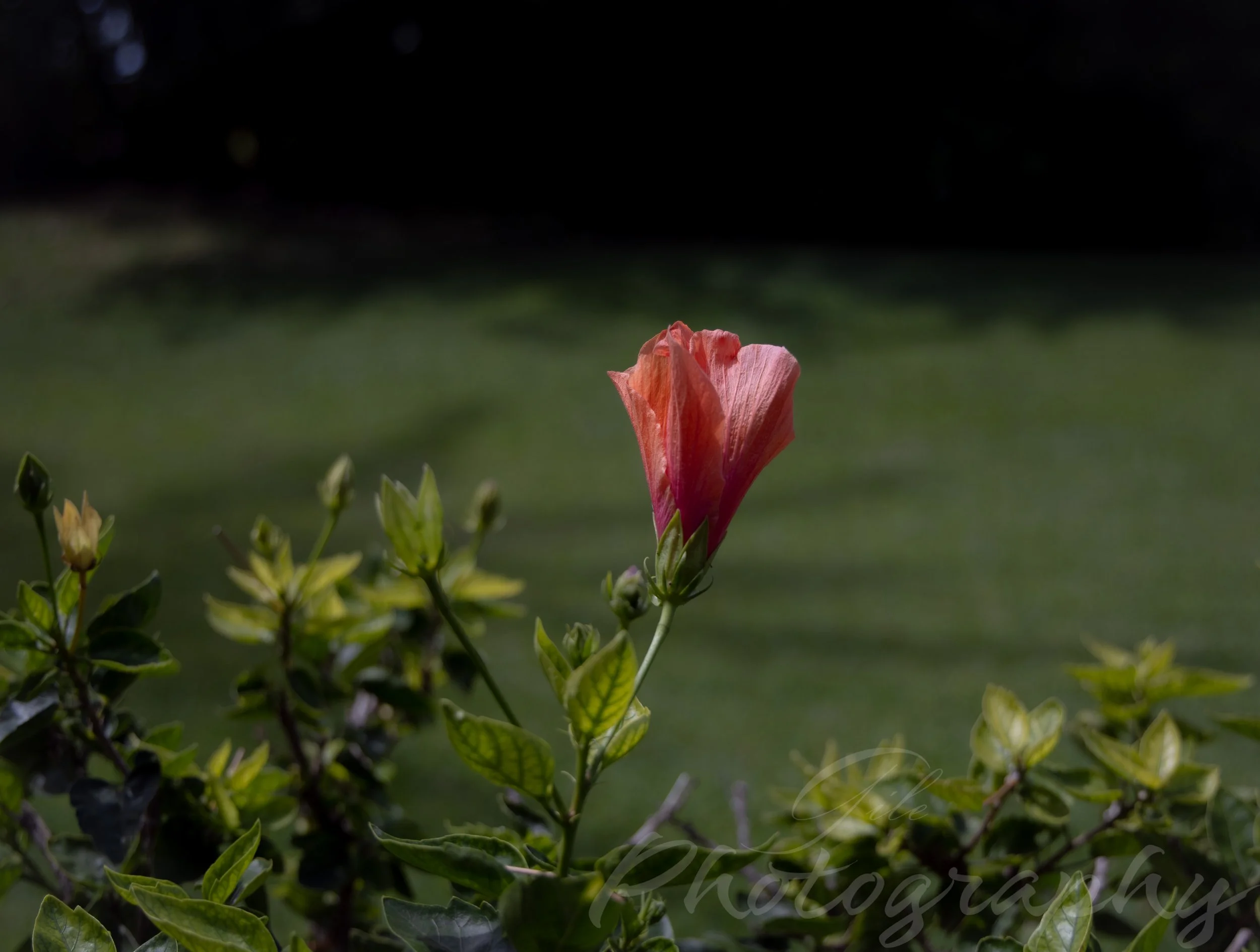 Blog Revival: Sprouting Anew