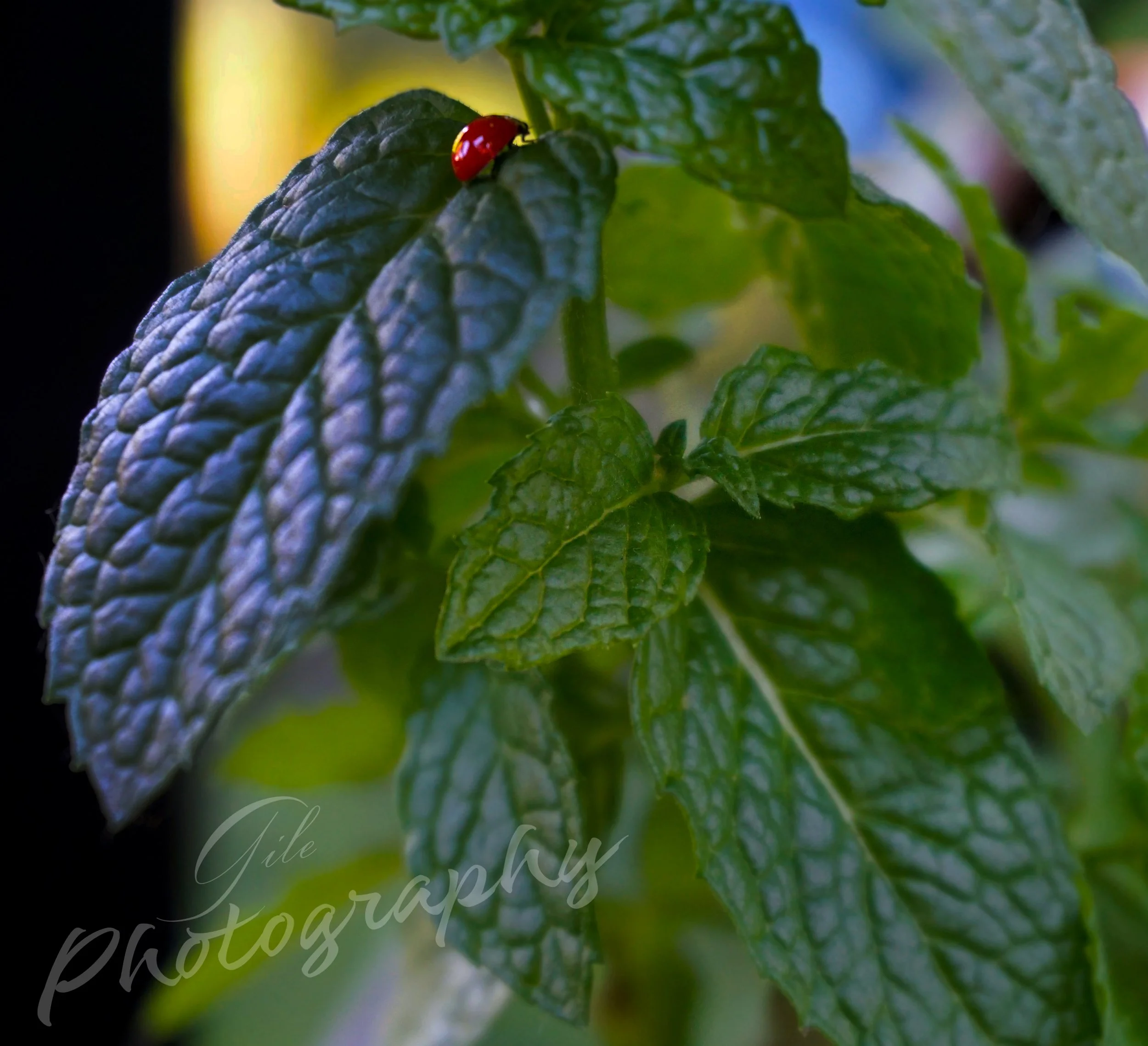 New Life in an Old World.jpg