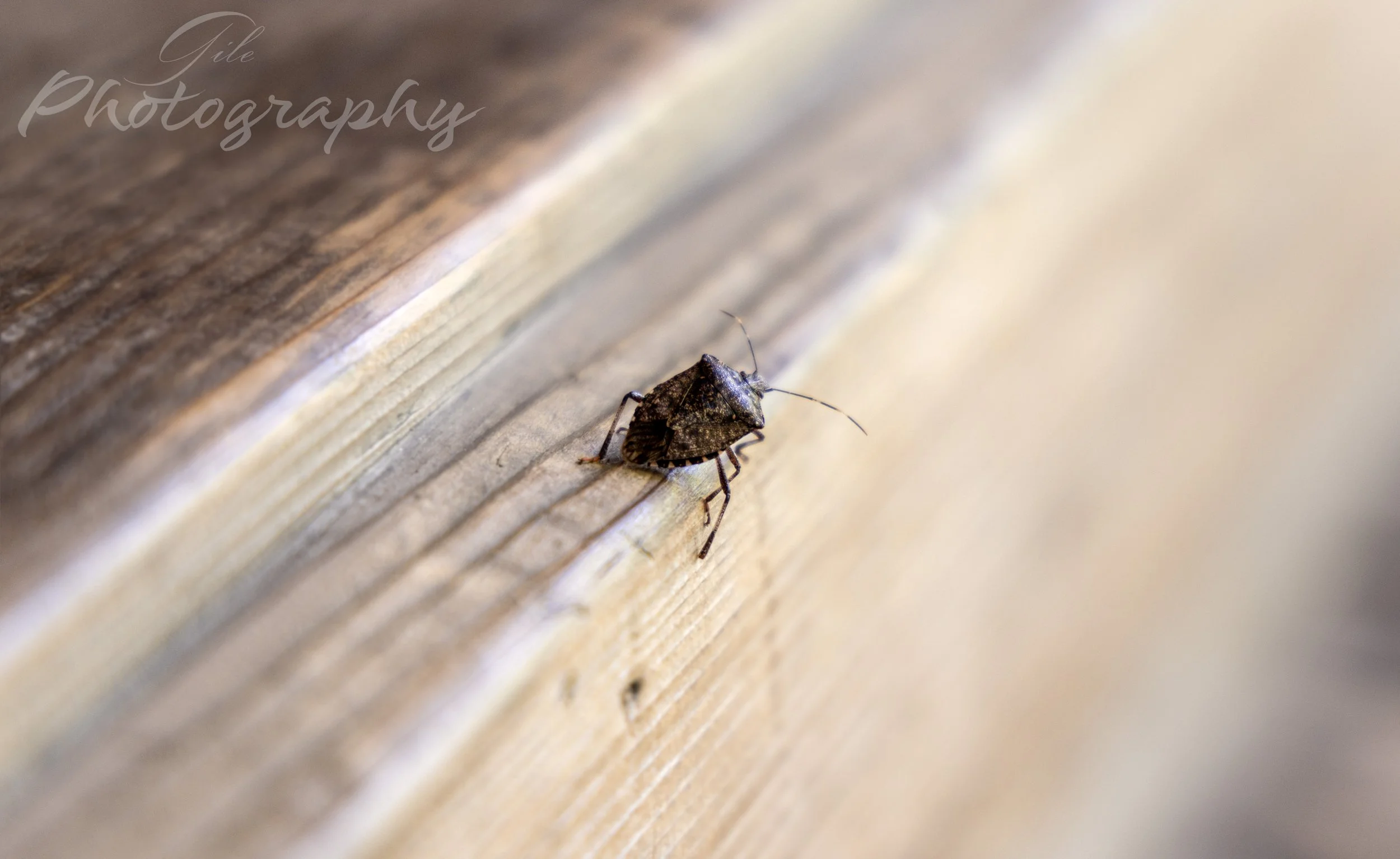 Zen-pai (at Ryoanji Hojo Teien).jpg