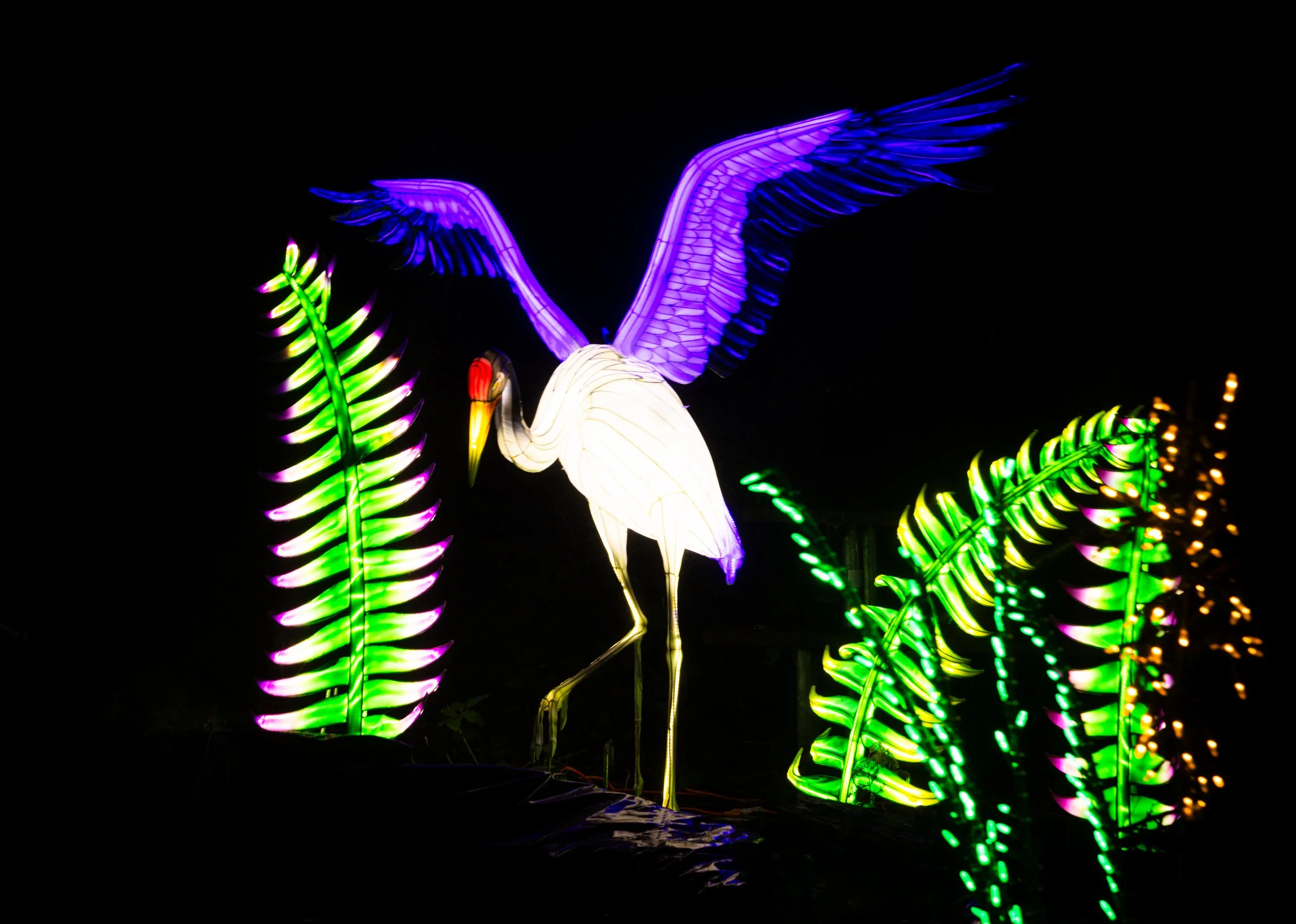 Crane in Motion.jpg