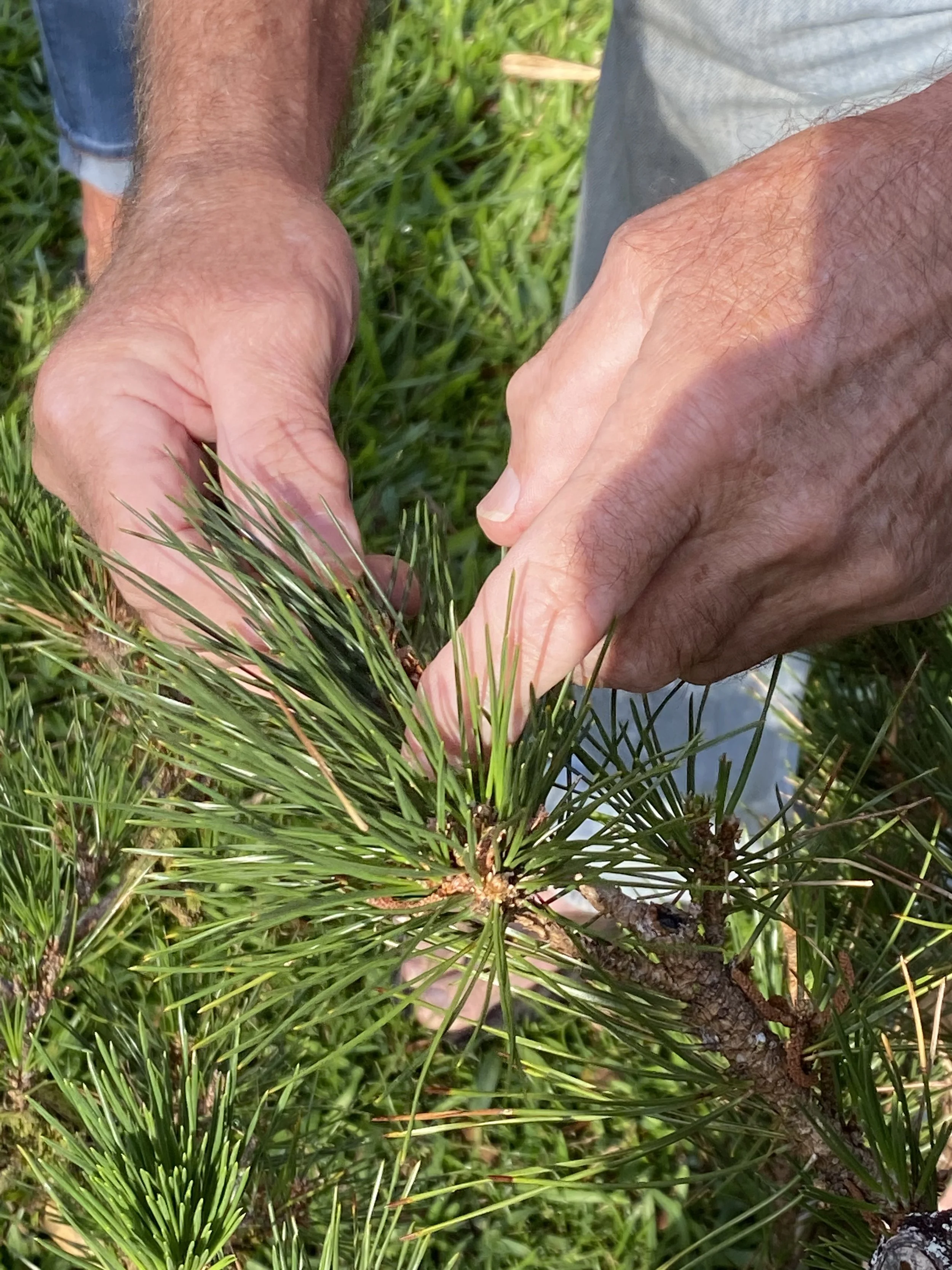 The Art of Pine Tree Pruning
