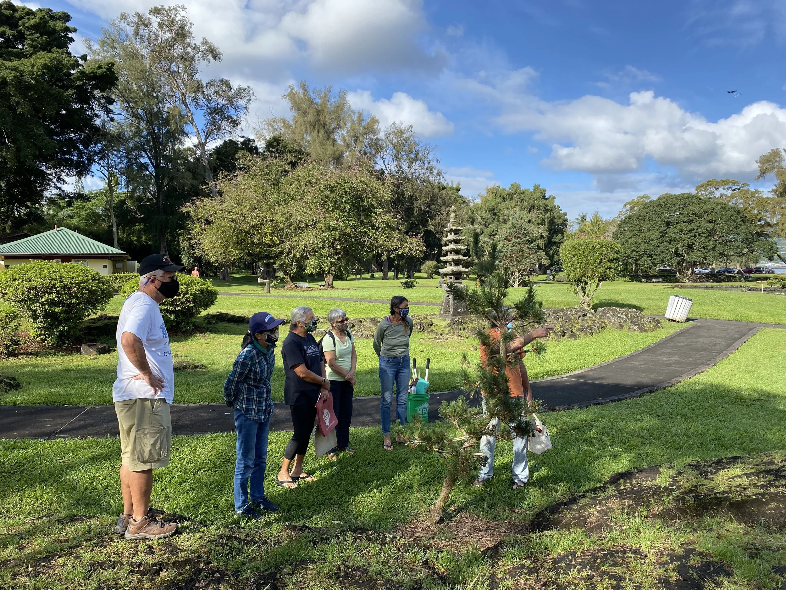 The Art of Pine Tree Pruning