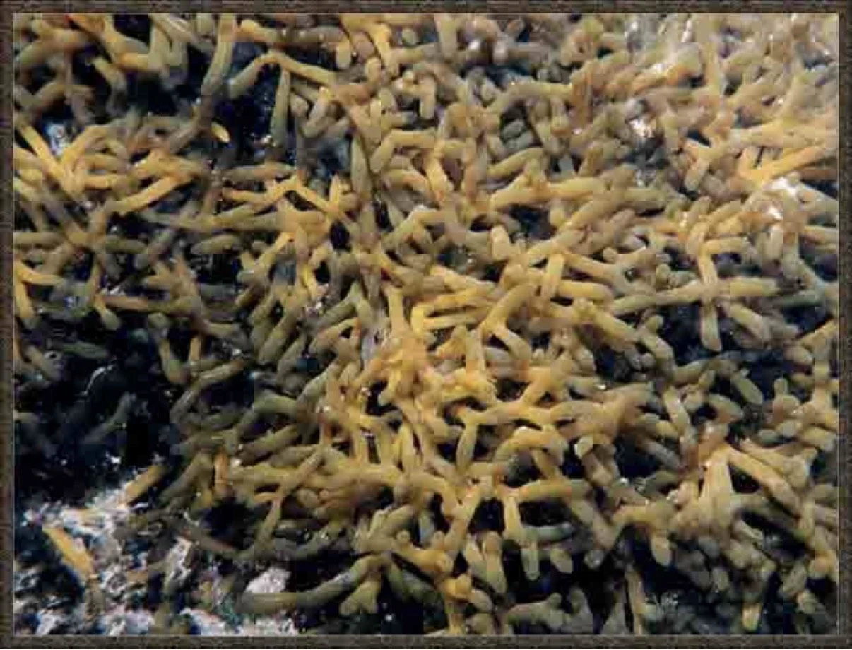 Earth Day with Rotary Clubs