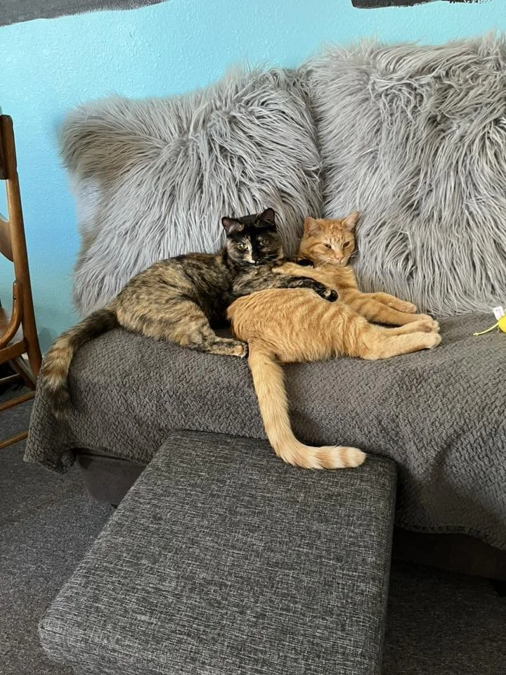 Cats on Mats