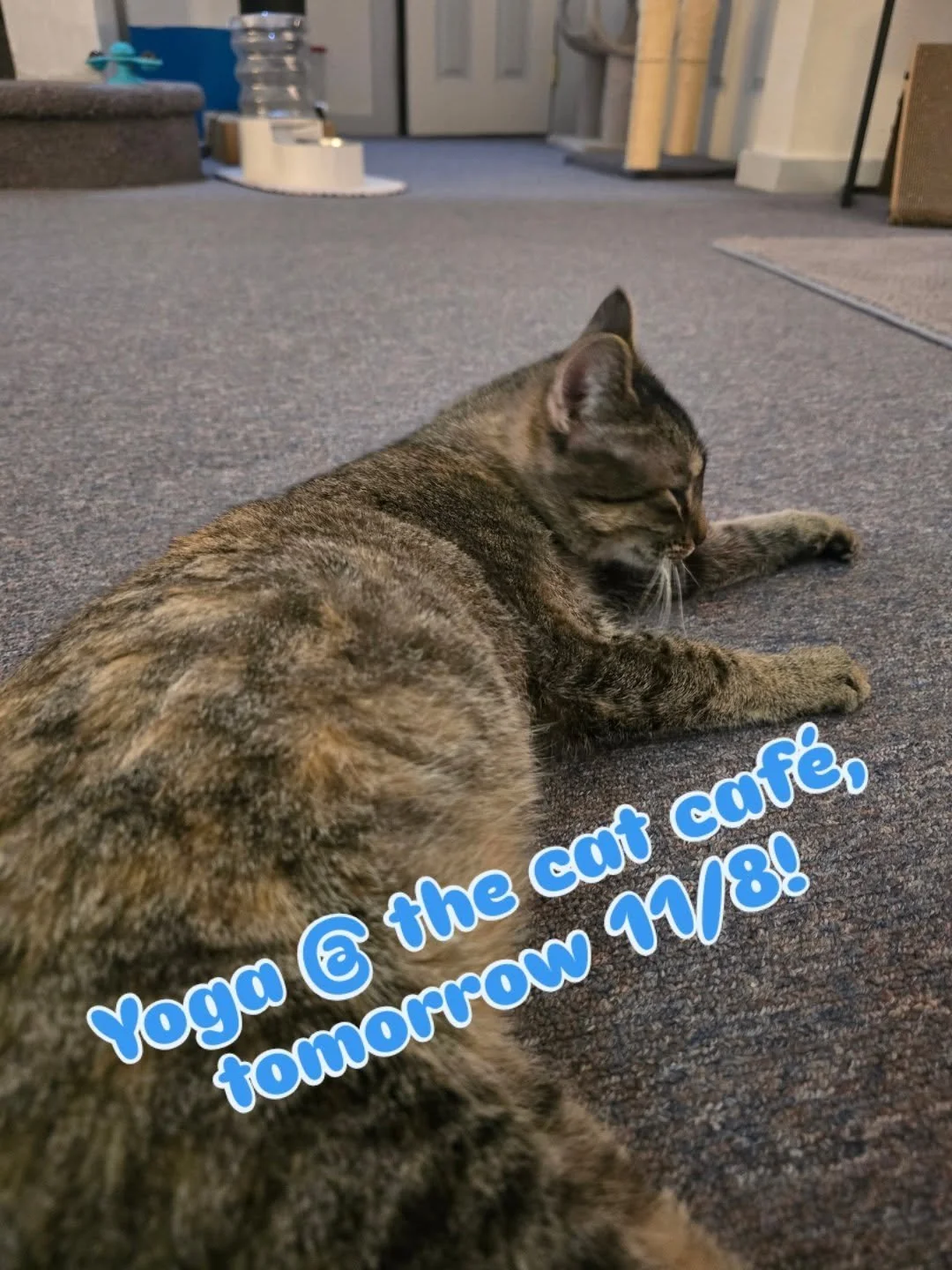 I'm obsessed with sweet little Jelly Bean! I dropped yoga mats off at @catzncoffeeconnect today, and got to spend a moment snuggling her 🥰 

There are a few spots left for class tomorrow, at 11a! Join Jess for an all levels yoga class, and then stay