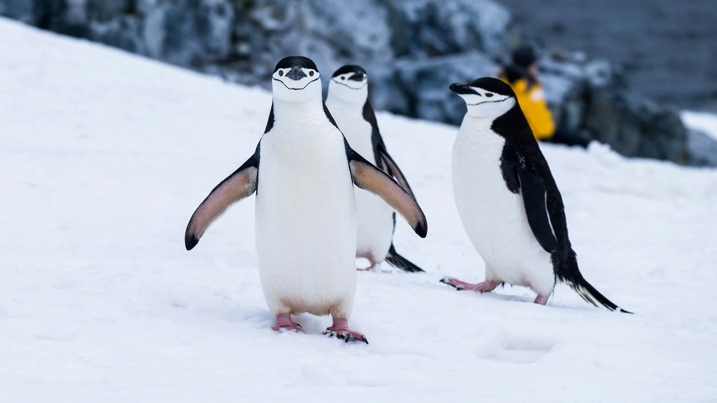 PENGUIN Movement and Mindfulness for Kids
