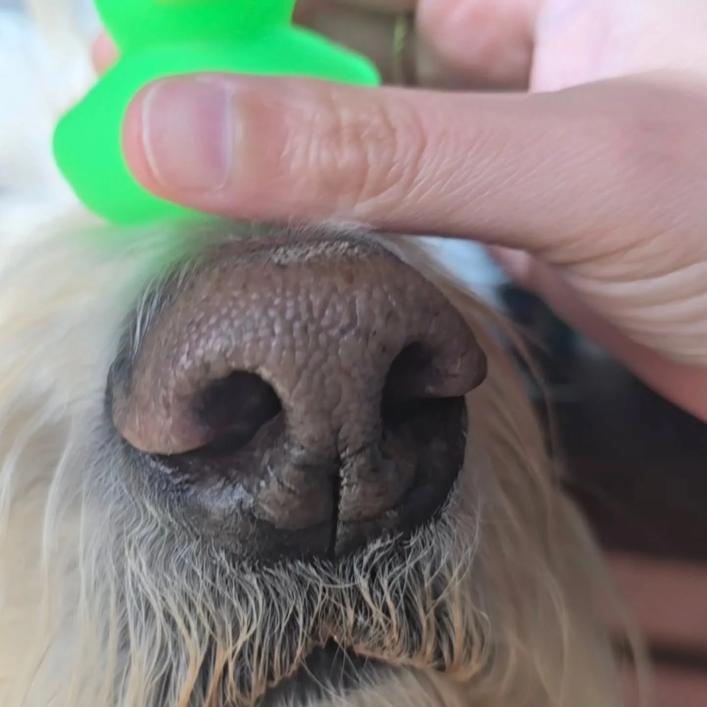Guess who came to the studio to help with a little marketing today 🐾

My sweet Peli dog!

He's showing off lots of focus AND our St Patrick's Day duck 🍀

Next time you're in the studio, you can show it off too! 

For the month of March, you can sna
