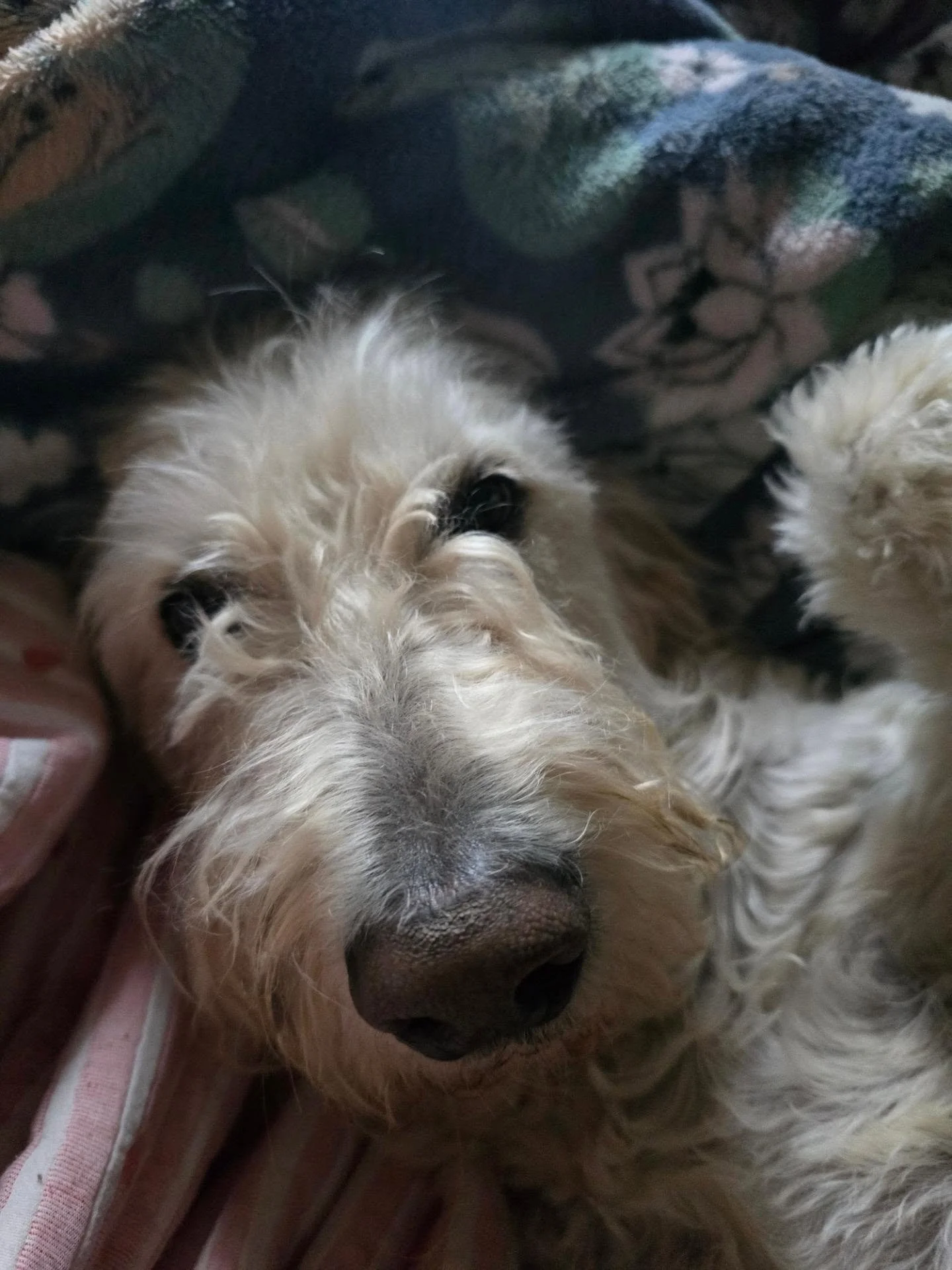 Umm, idk bout y'all, but it's been a long week and I'm pooped, so... enjoy this picture of my dog and book your classes... please 🫶 😂

Quick reminder that our monthly Rest, Restore, and Reiki is this Monday, the 14th, and it's the loveliest slow wa