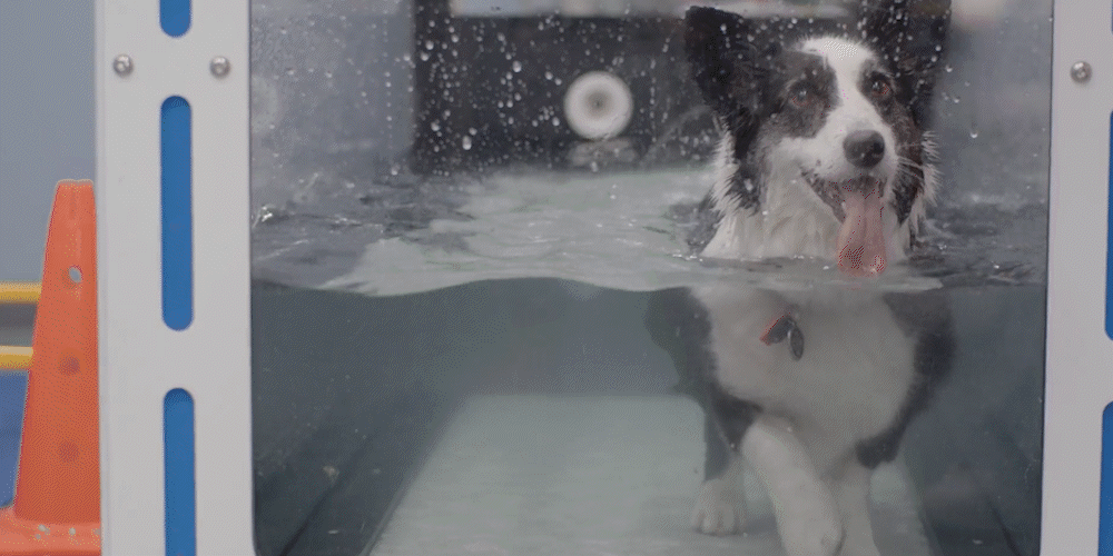 CASHMERE VETERINARY CLINIC