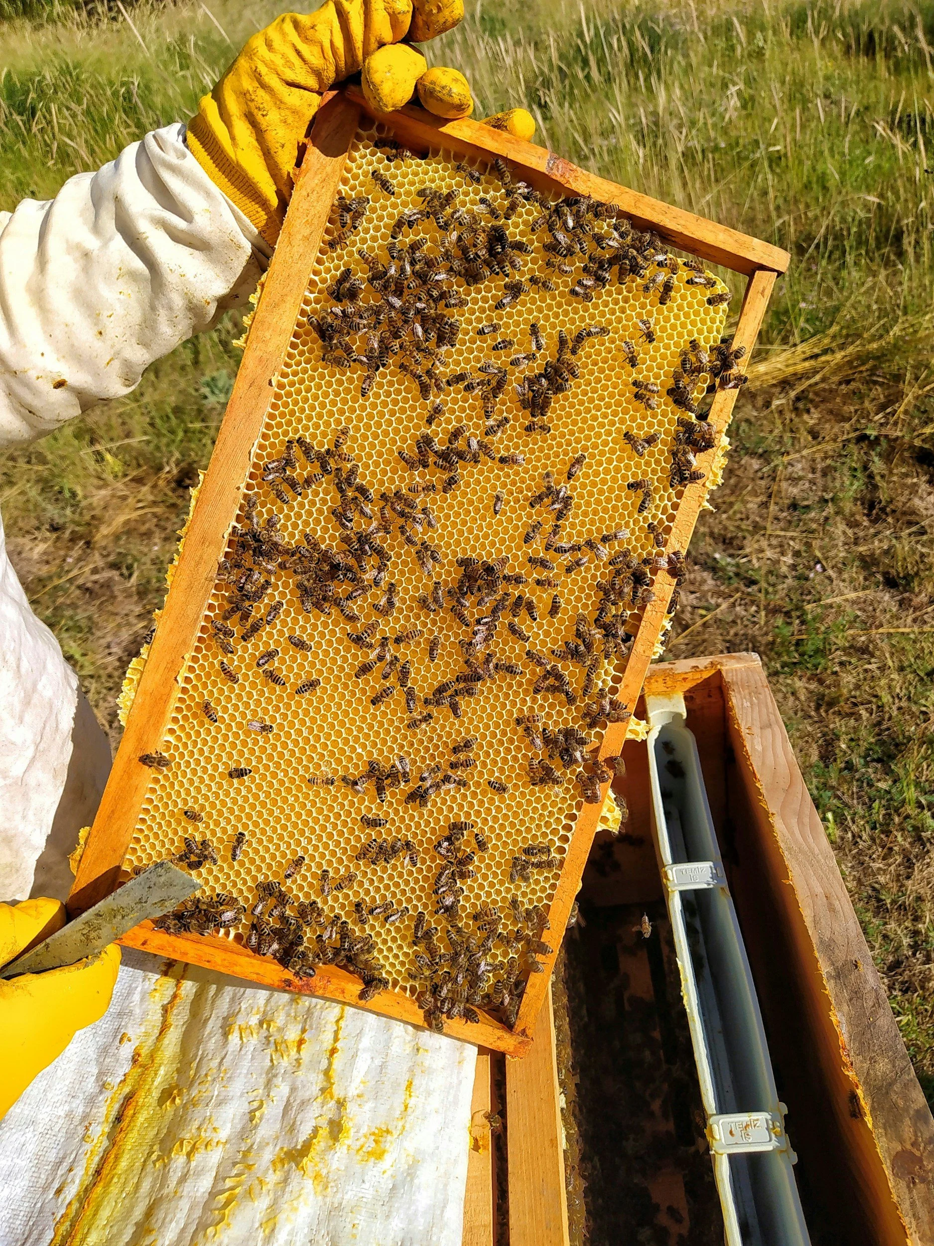 A bee hive in a frame with honeycombs and bees