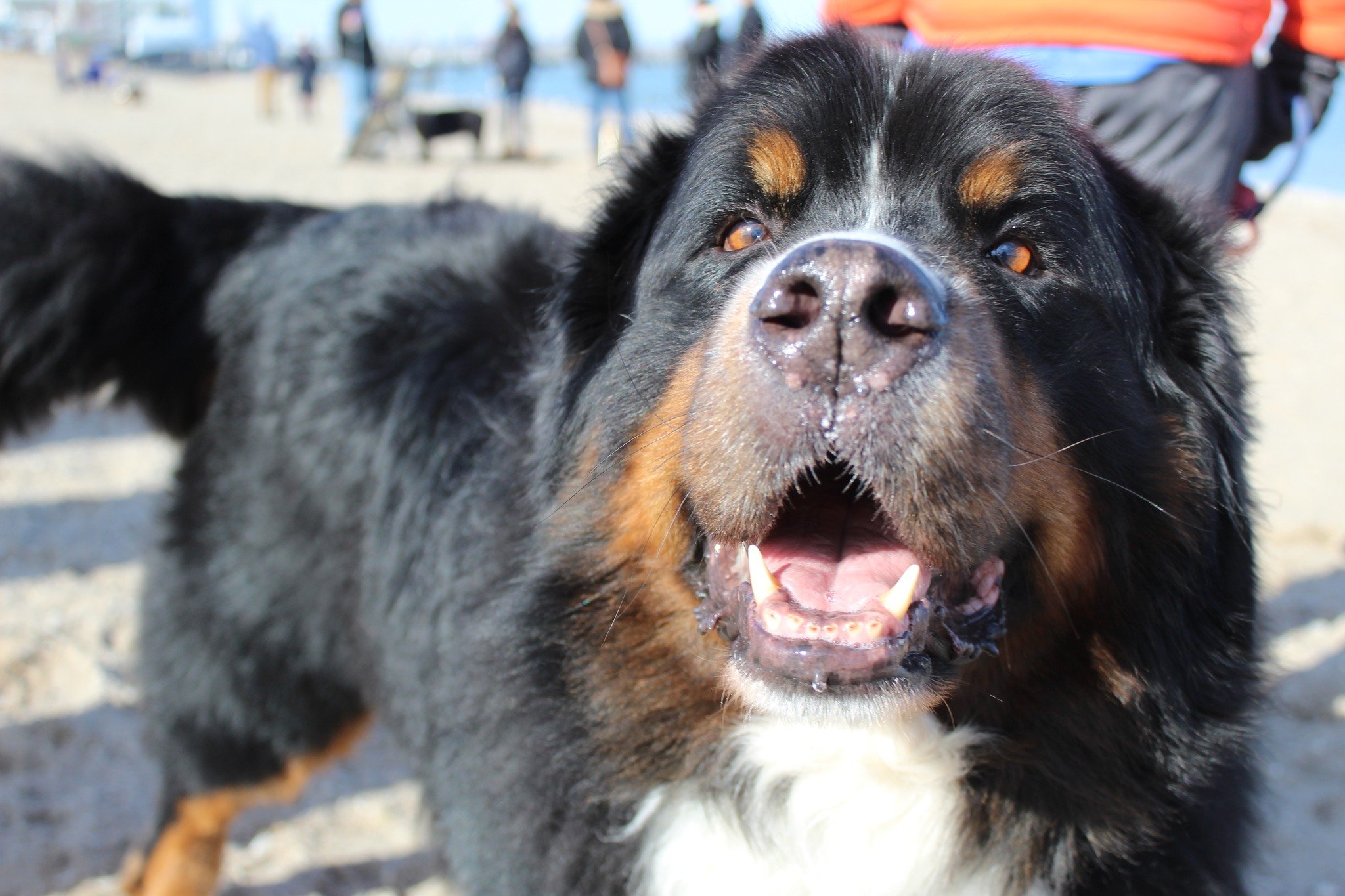 Dogs_Berner.jpeg