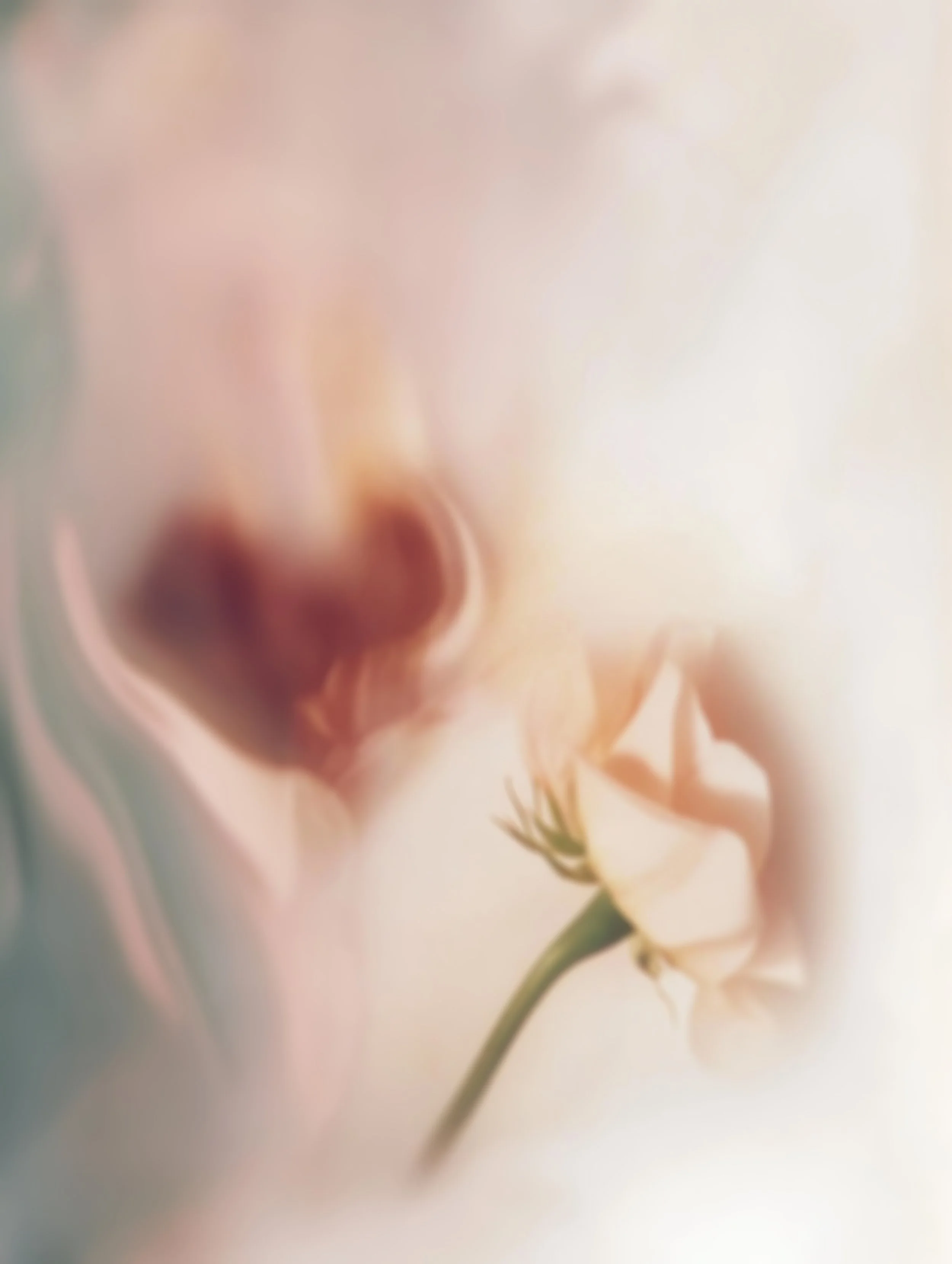 Soft floral and water imagery symbolizing renewal, refreshment, and the Living Water theme of The Watering women’s gathering.