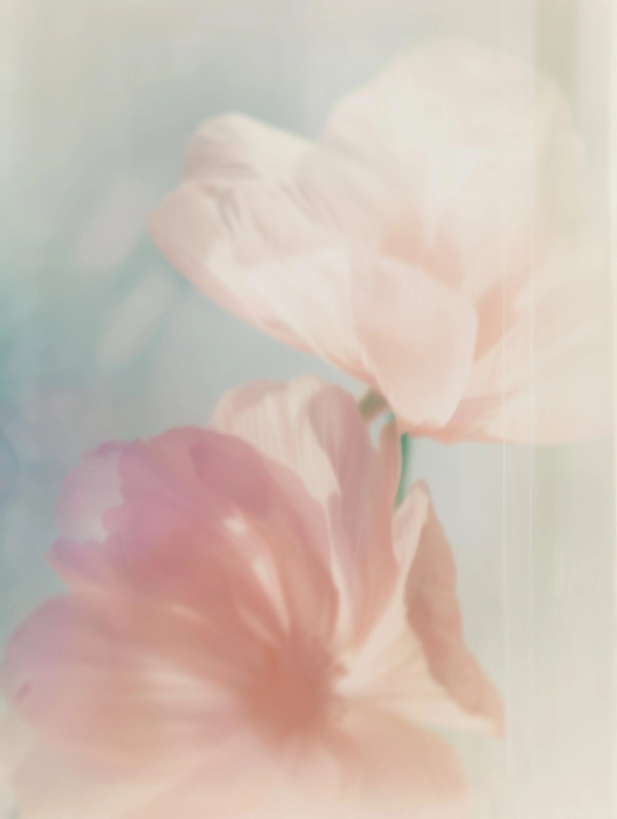 Soft floral and water imagery symbolizing renewal, refreshment, and the Living Water theme of The Watering women’s gathering.