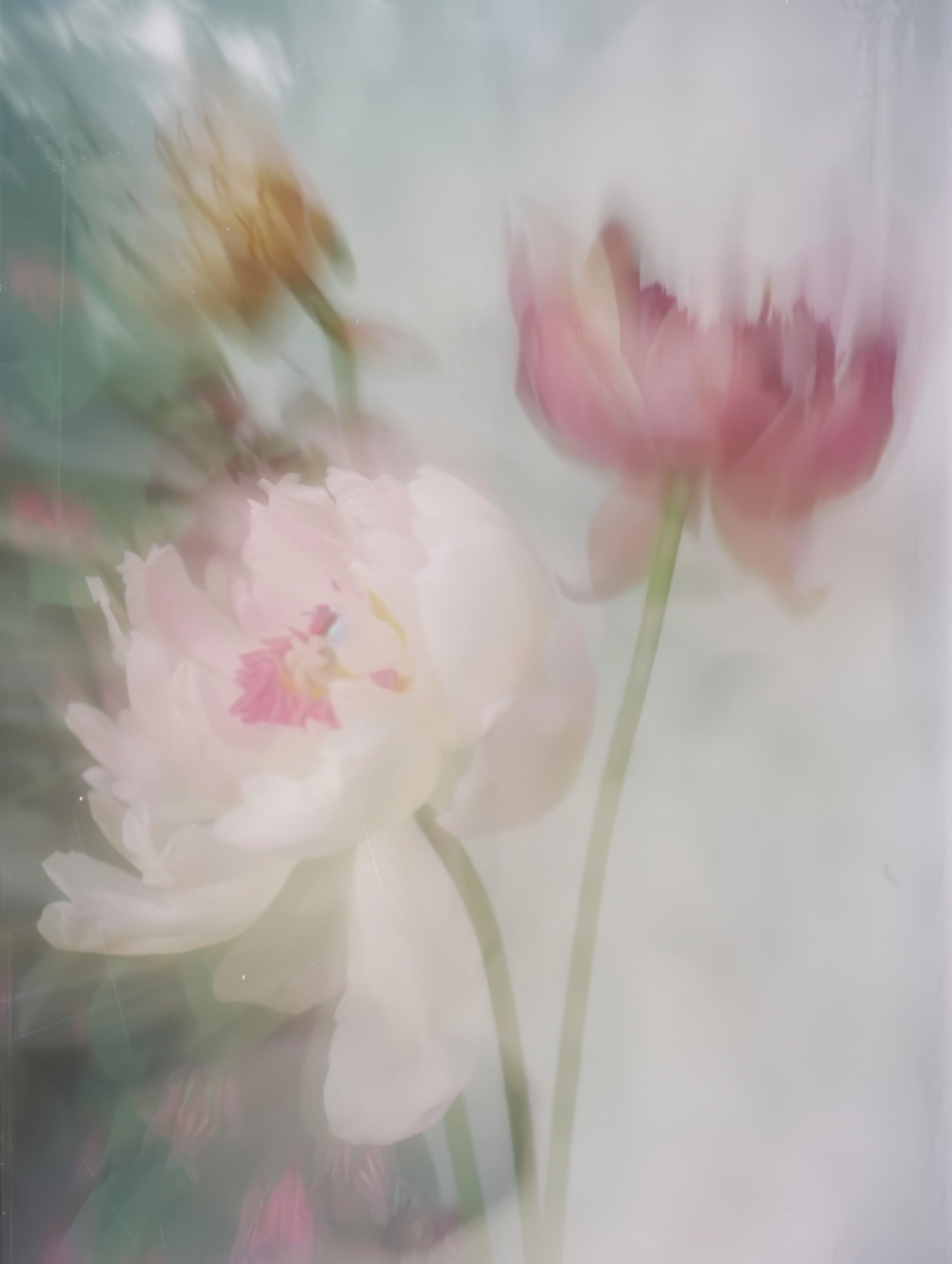 Soft floral and water imagery symbolizing renewal, refreshment, and the Living Water theme of The Watering women’s gathering.