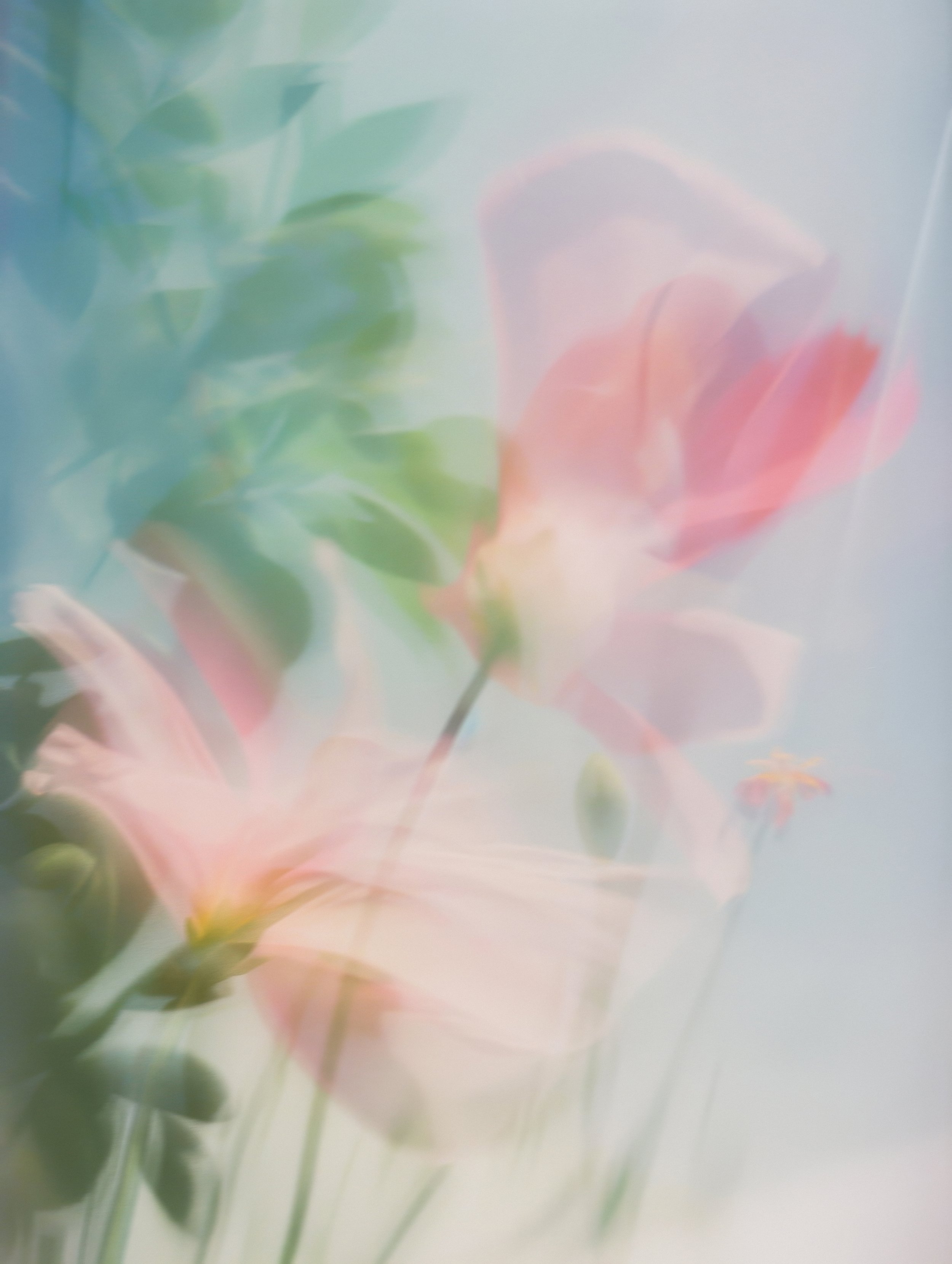 Soft floral and water imagery symbolizing renewal, refreshment, and the Living Water theme of The Watering women’s gathering.