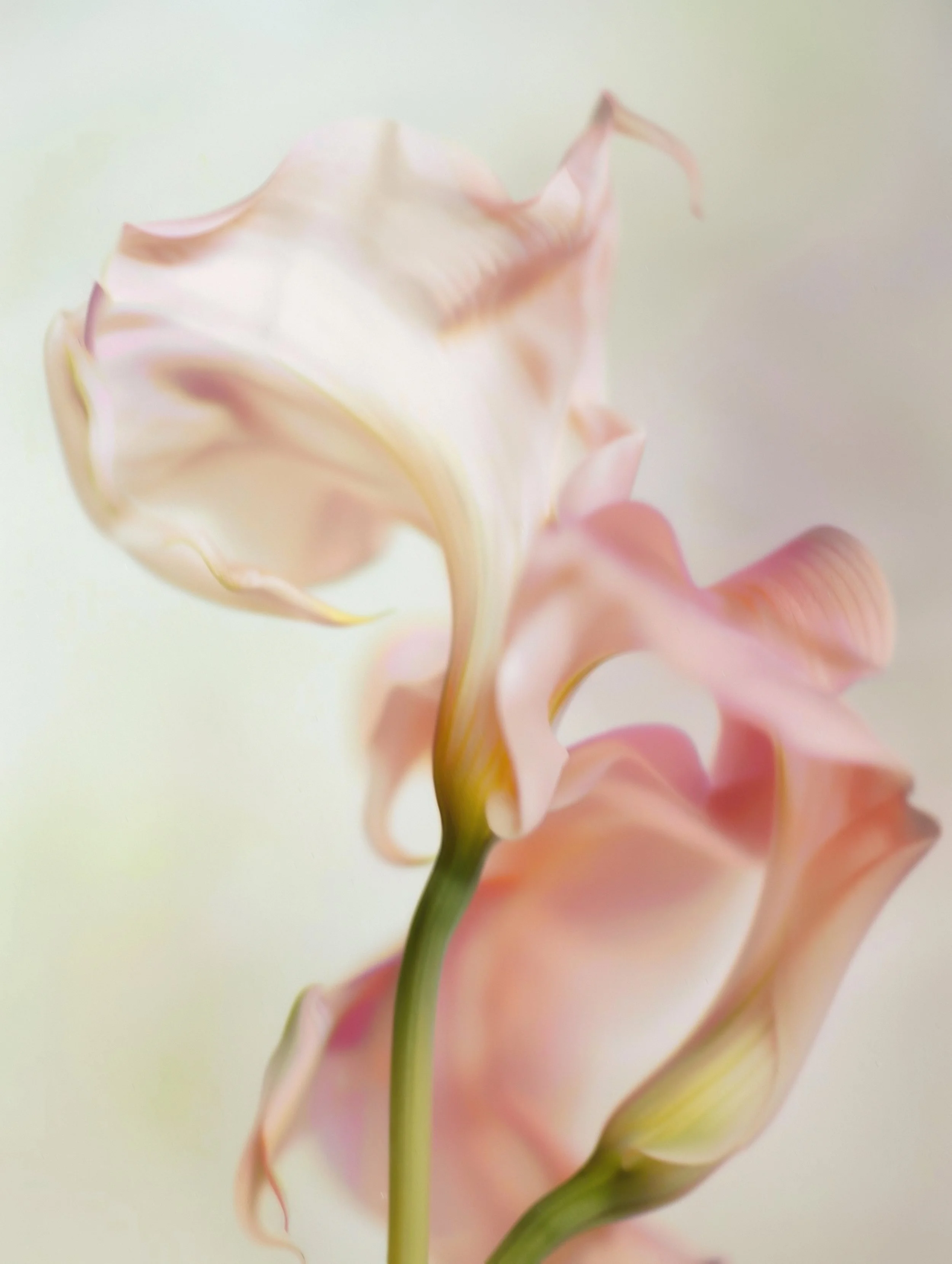 Soft floral and water imagery symbolizing renewal, refreshment, and the Living Water theme of The Watering women’s gathering.