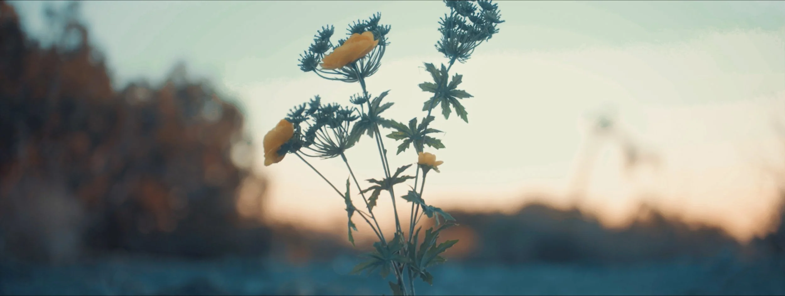 4 SHORT - Flowering Weed.jpg