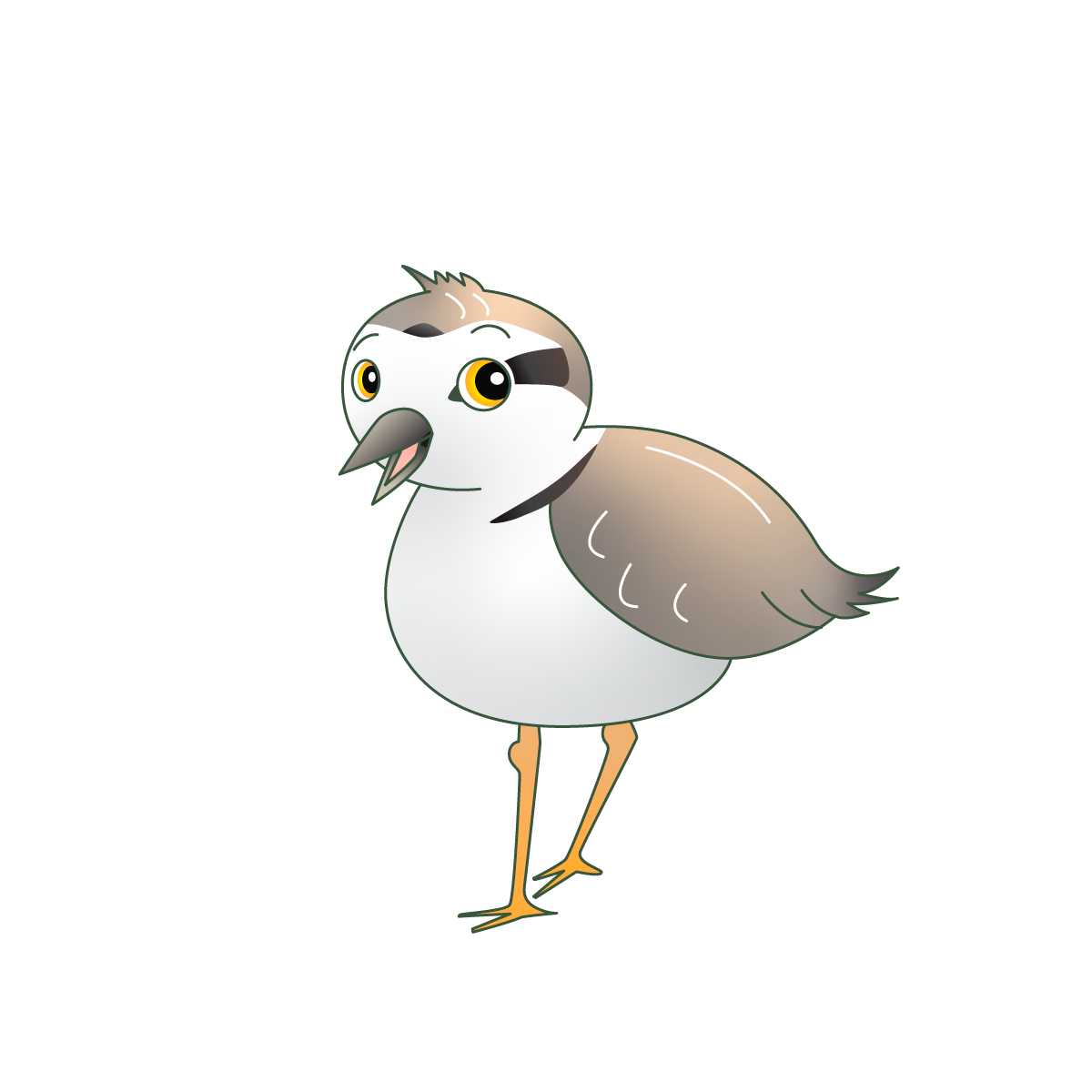 Jeff-Snowy-Plover-final.png