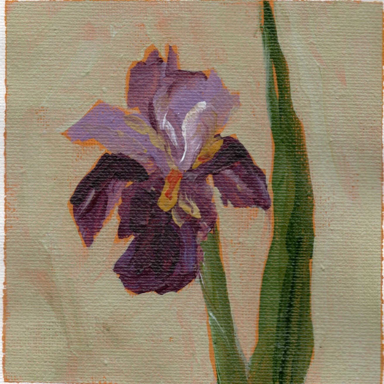 bearded iris.jpg