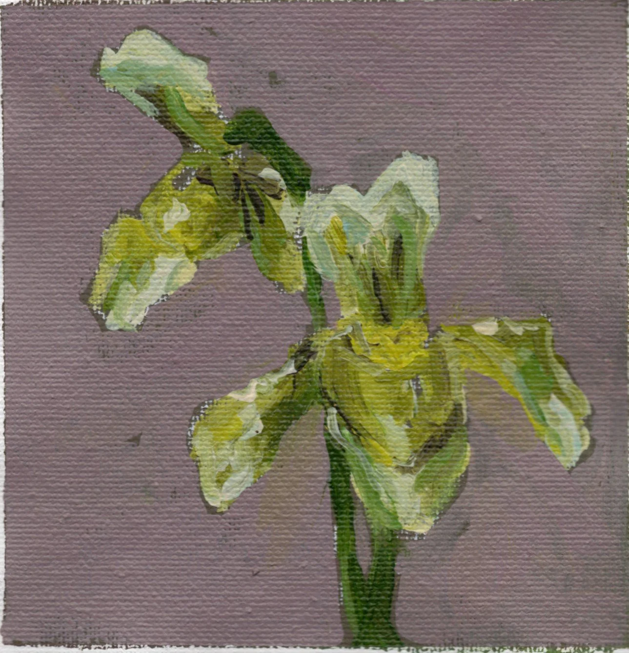 slipper orchid.jpg