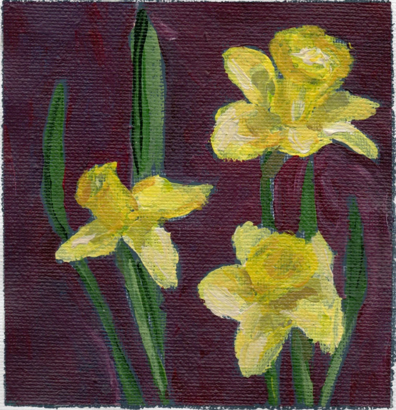 daffodil.jpg