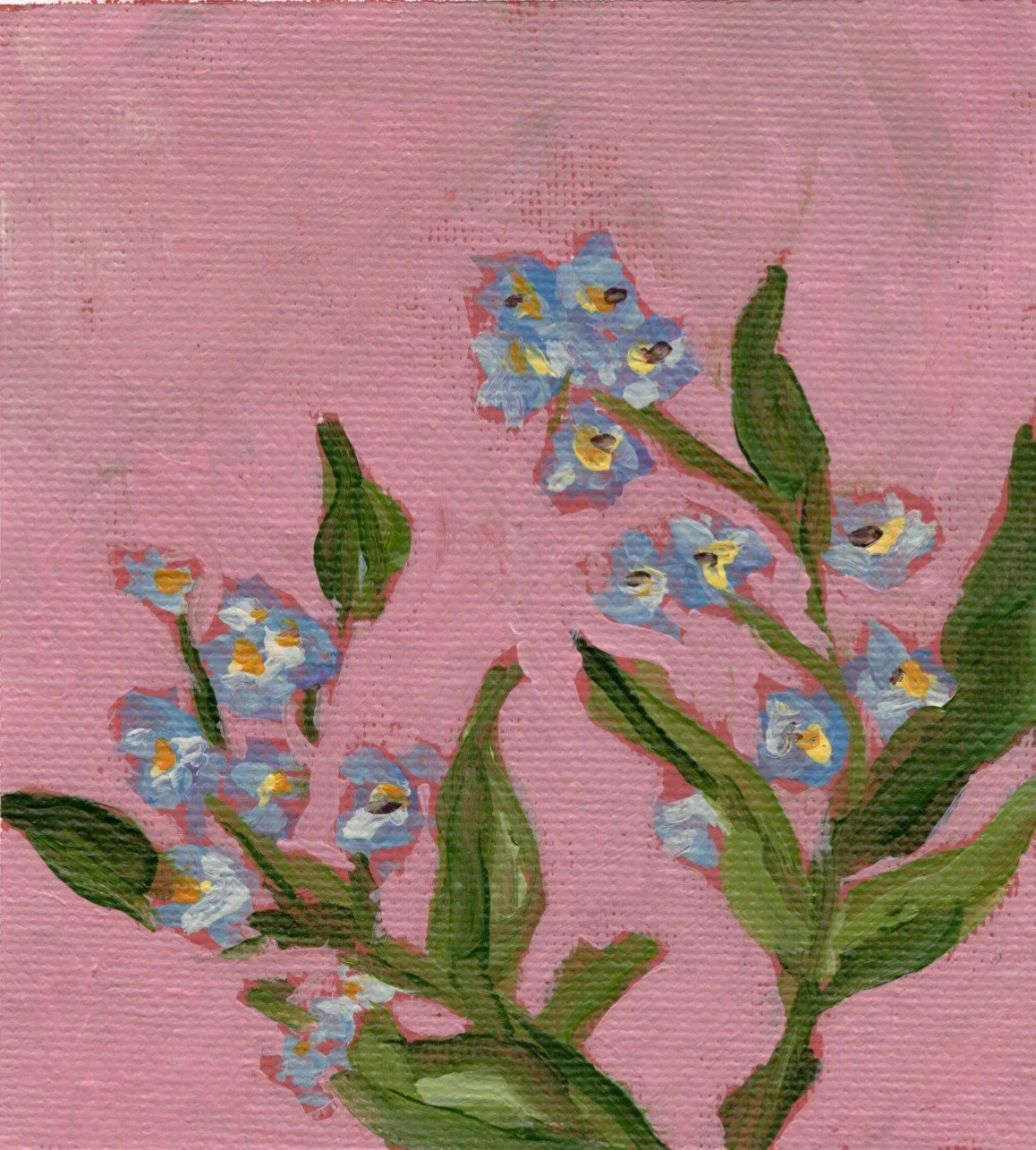 forget me knot.jpg