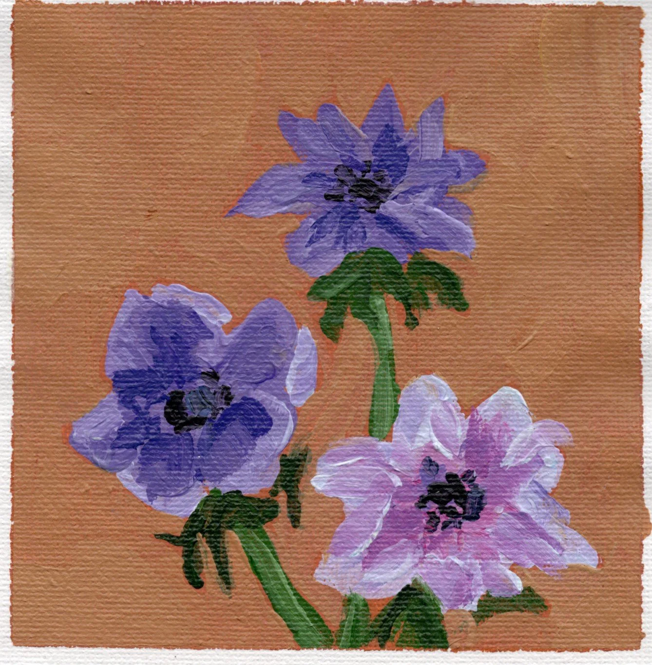 anenome.jpg