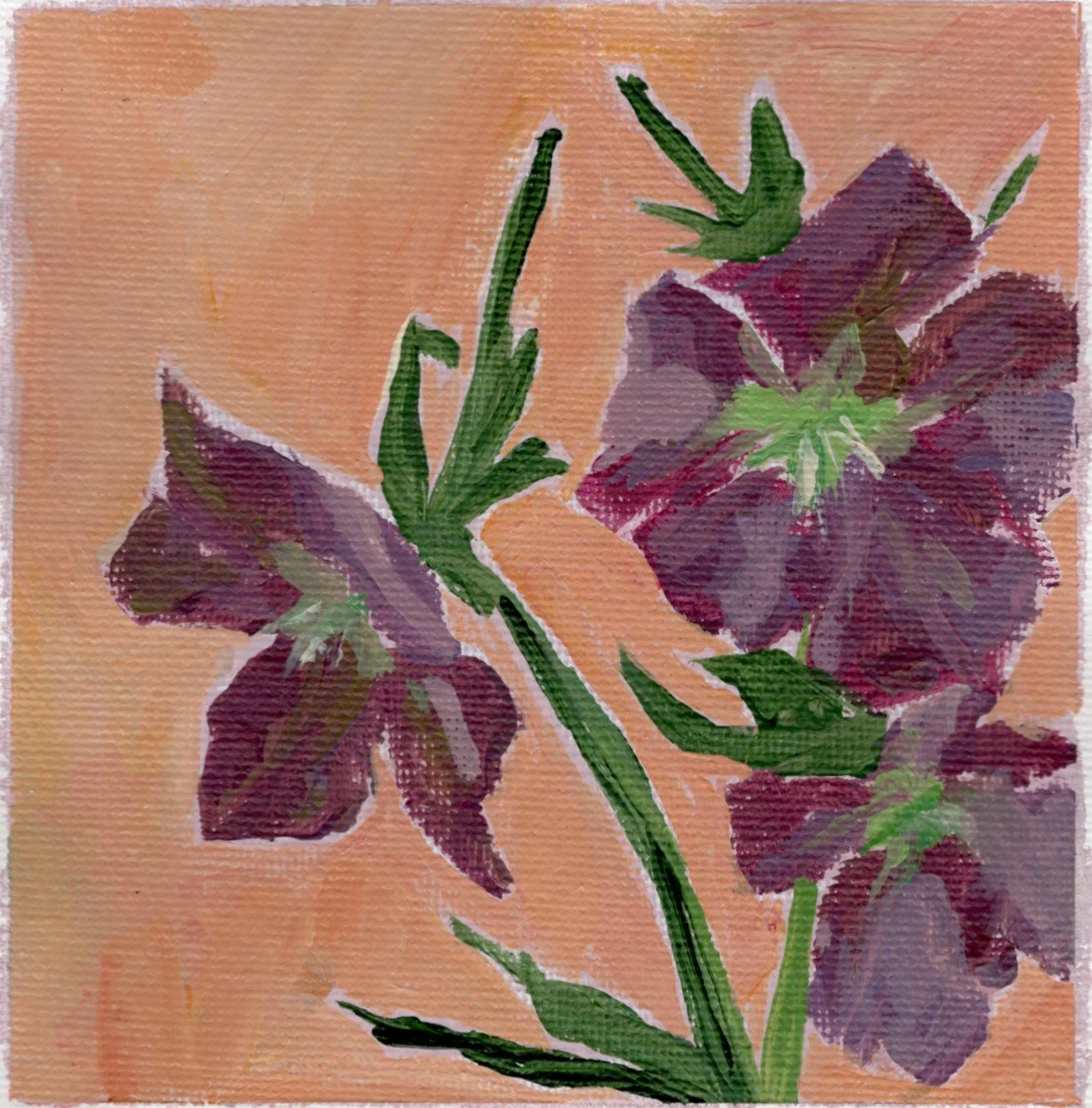 hellebore.jpg
