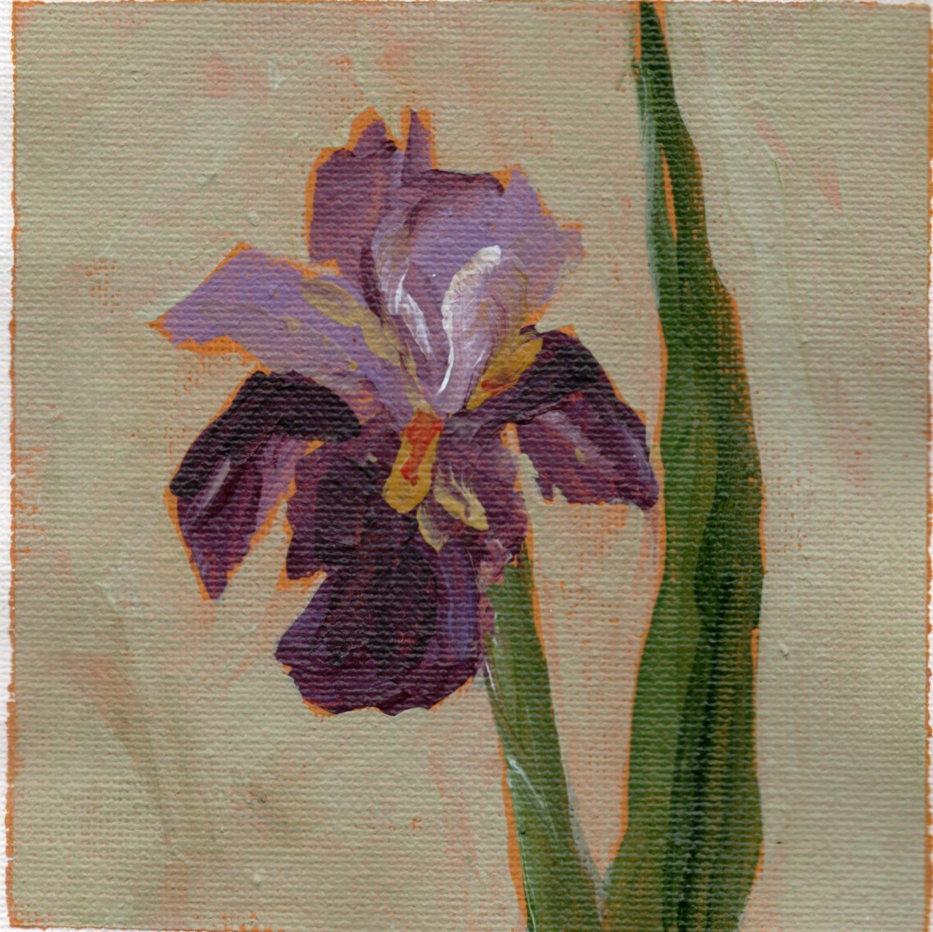 bearded iris.jpg