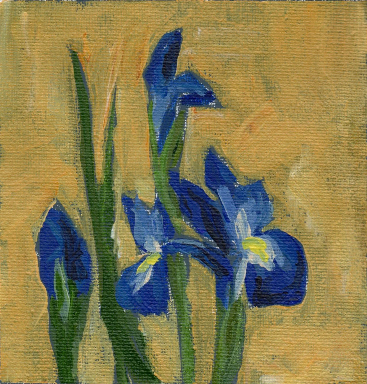 iris.jpg