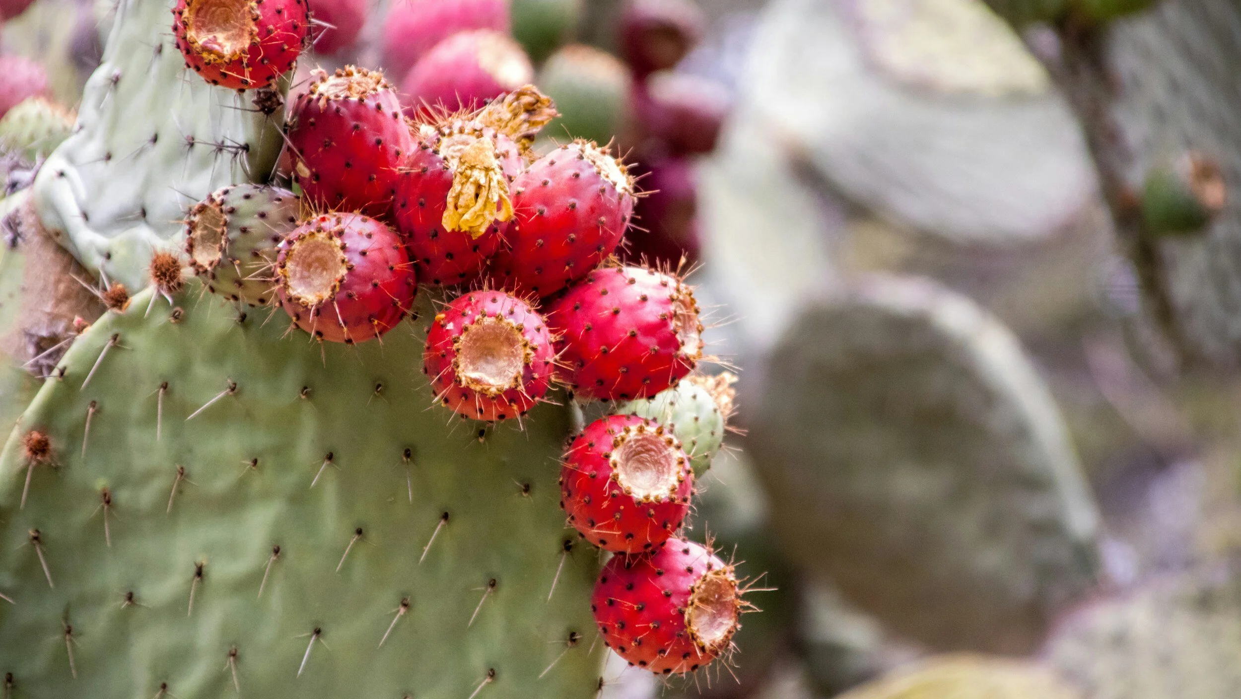 A close-up of a prickly pear cactus plant with pink and white fruits growing in clusters.