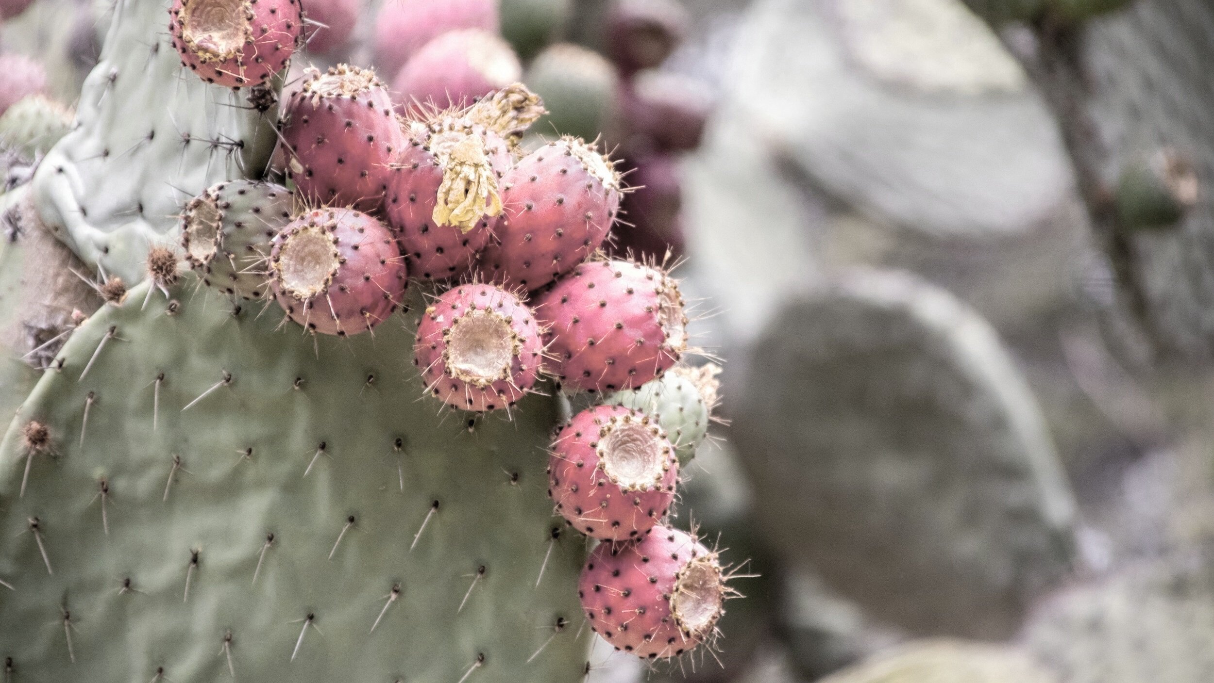 A close-up of a prickly pear cactus plant with pink and white fruits growing in clusters on fichidini.com.