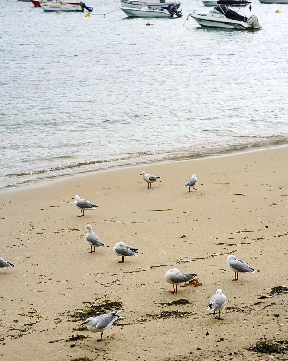 #manlywharf #Sydney #nsw #birds #photography