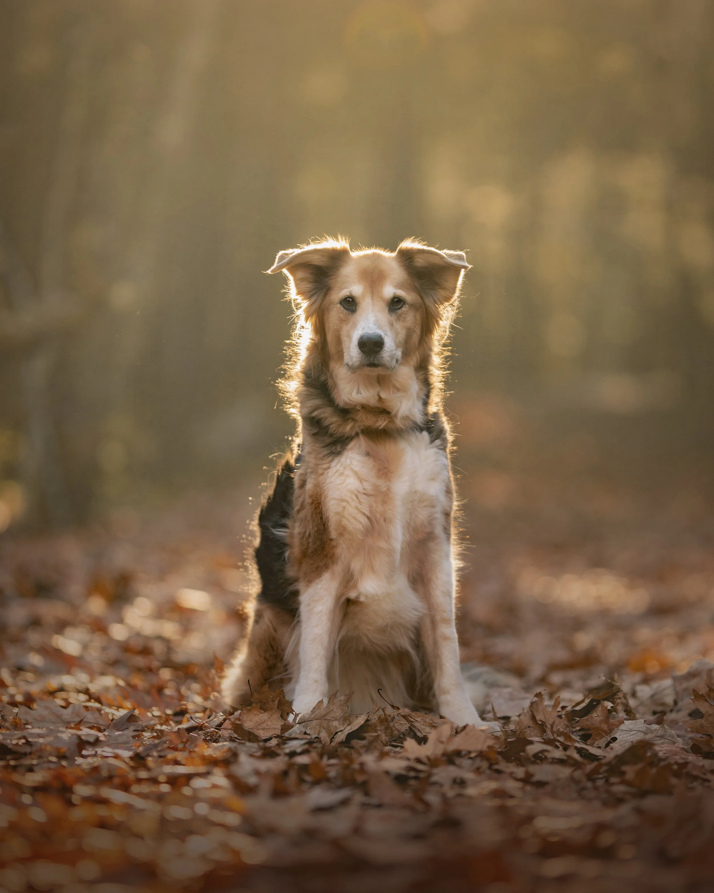 Dogs Photoshoot Near ME Connecticut.jpg