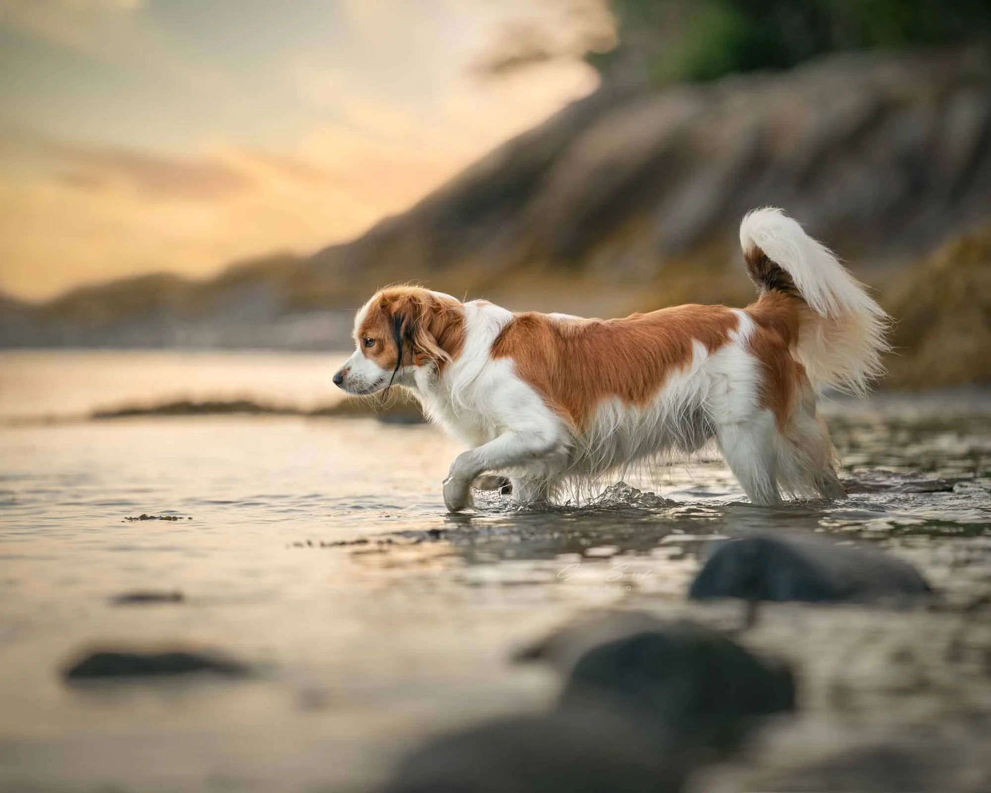 pictures of dogs in the Fall.jpg