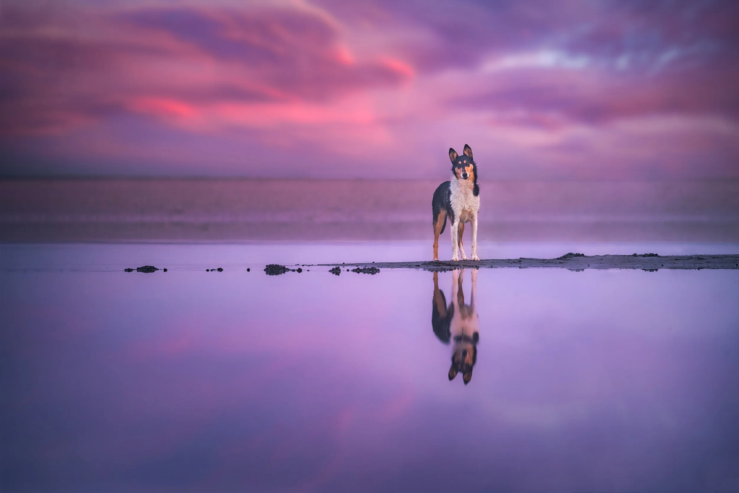 Dog Photographer Hartford Connecticut.jpg