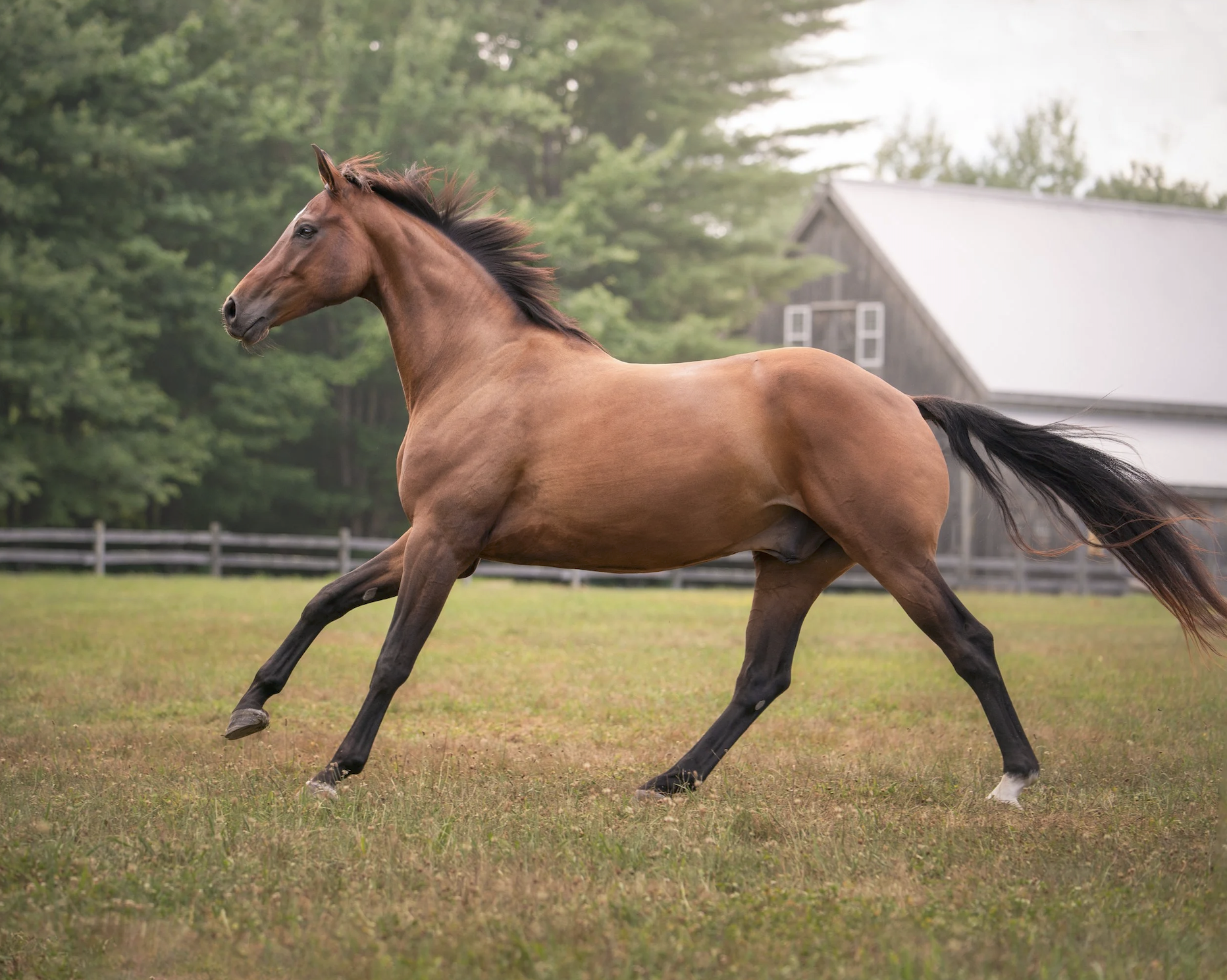 best-horse-photographer-connecticut.png