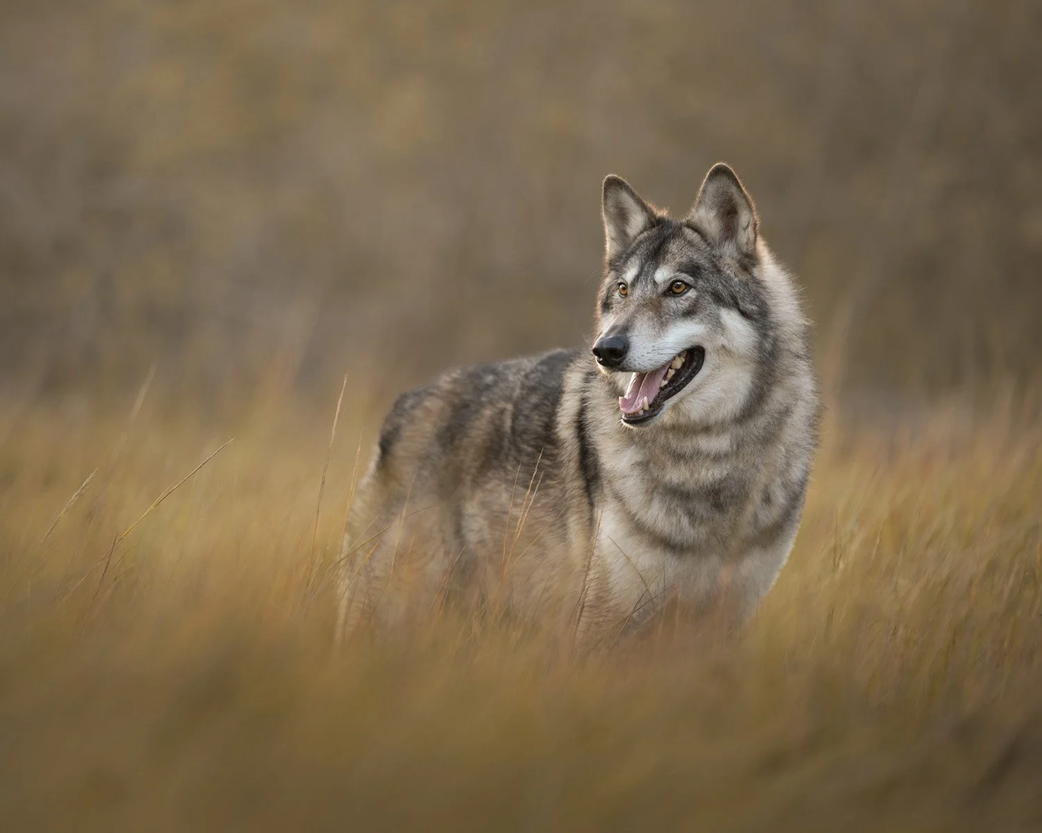 Dog Photographer Pet Photography.jpg
