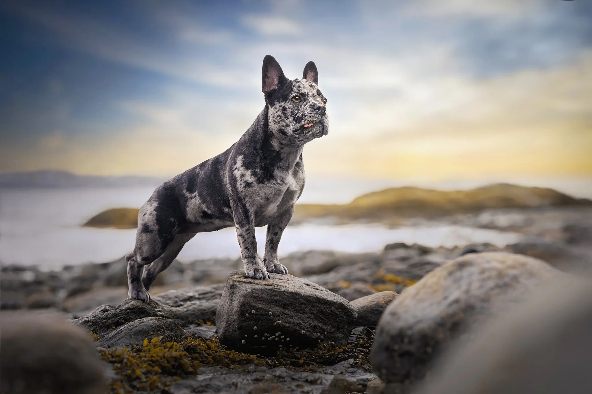 Connecticut dog and pet photographer.jpg
