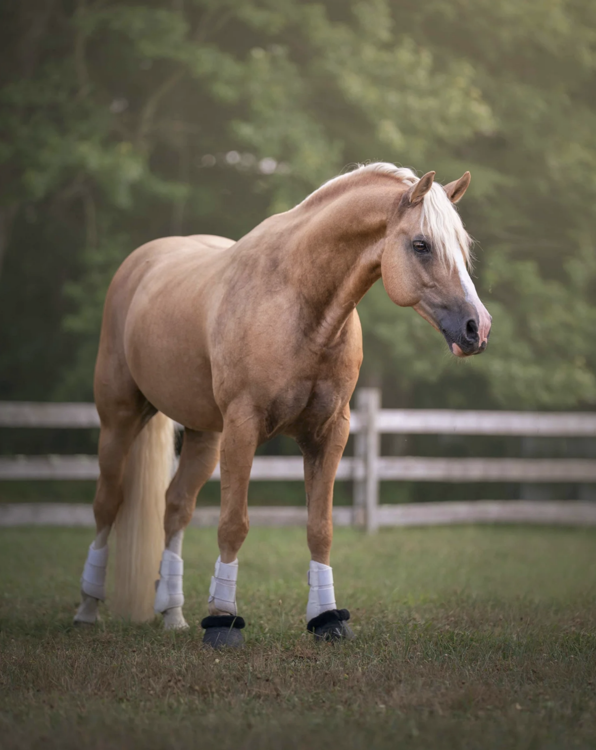 Horse-Photographer-Connecticut.png
