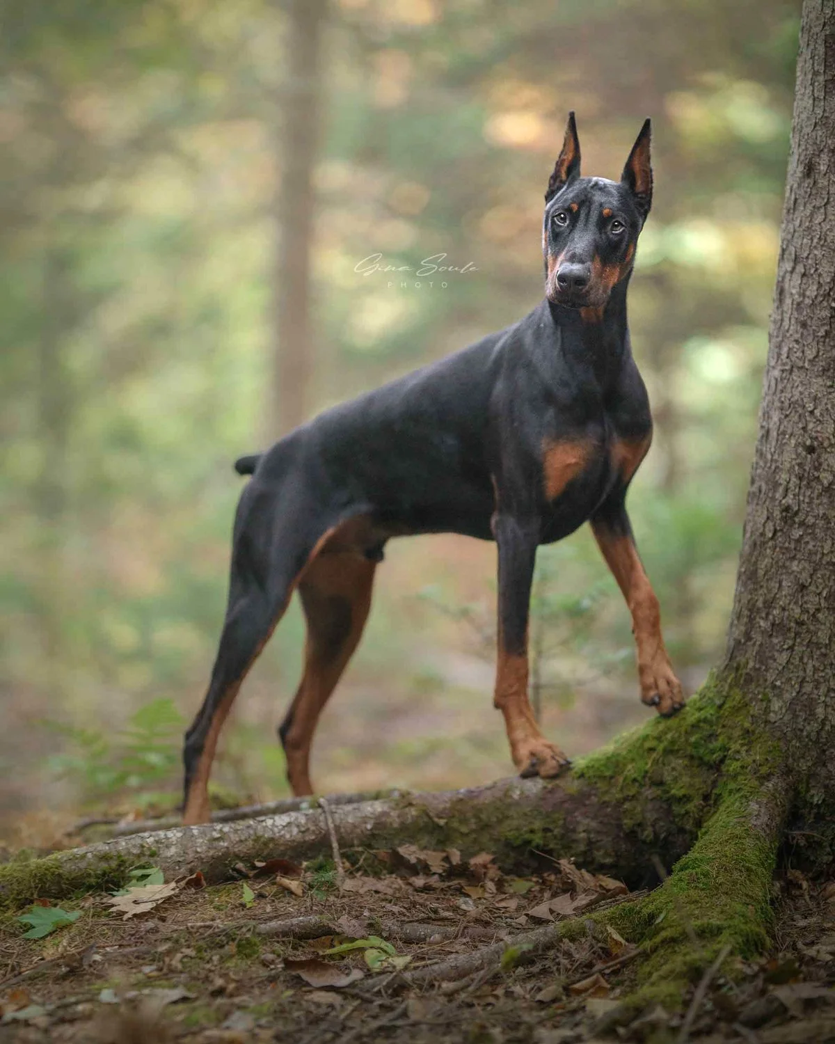 pet portrait near bloomfield, CT.jpg