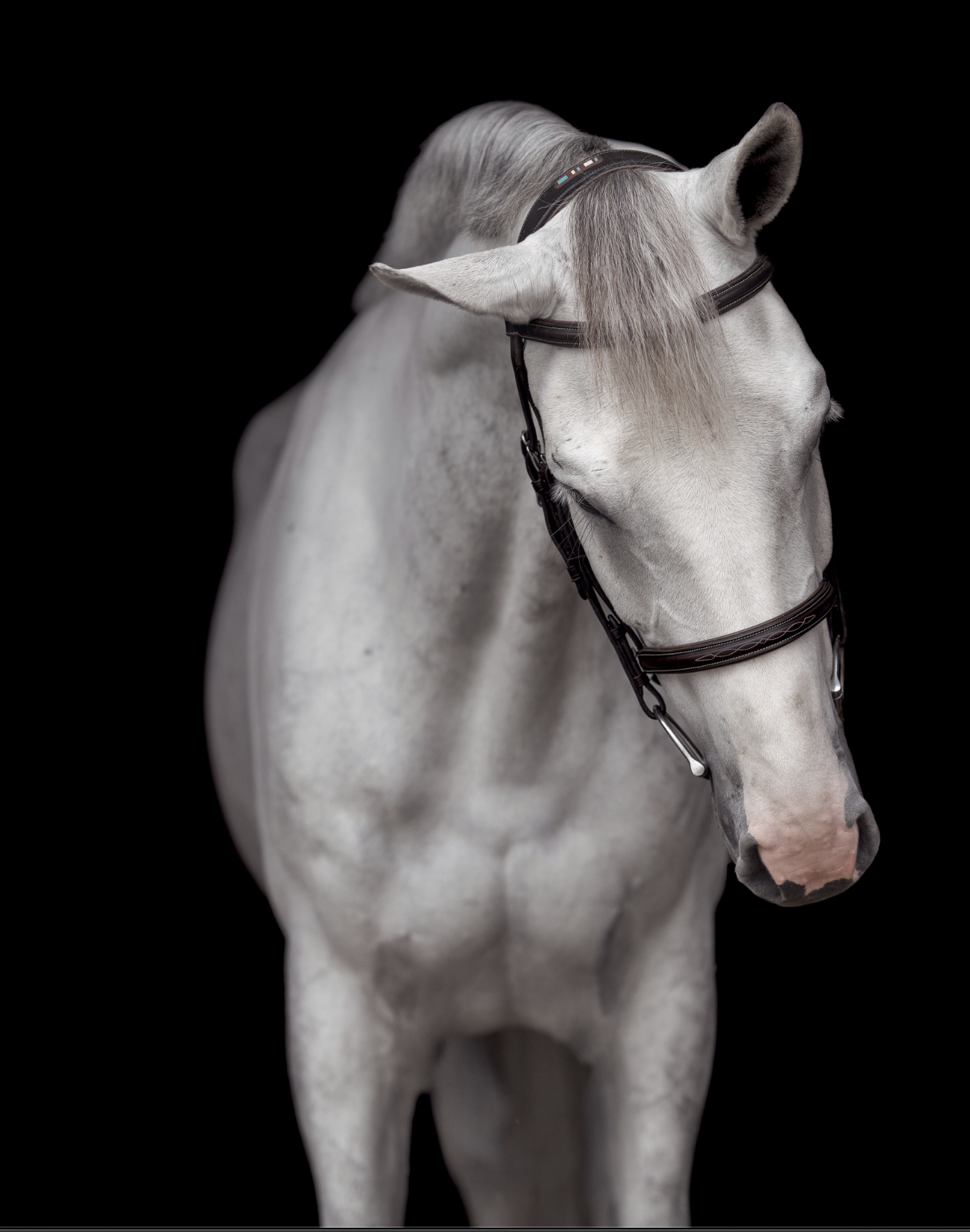 Connecitcut-horse-photography.png