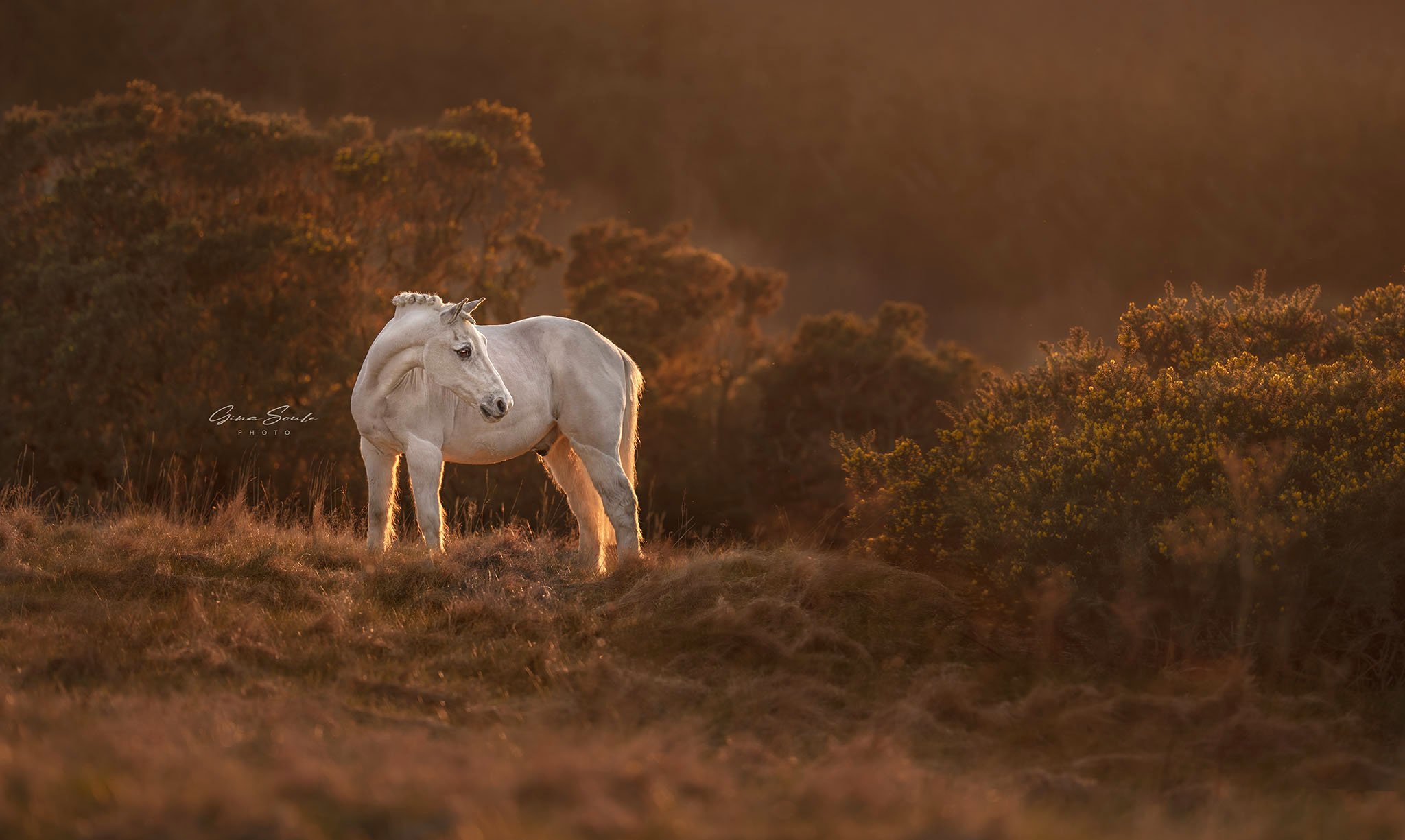 Horse-Photographer-Connecticut.jpg