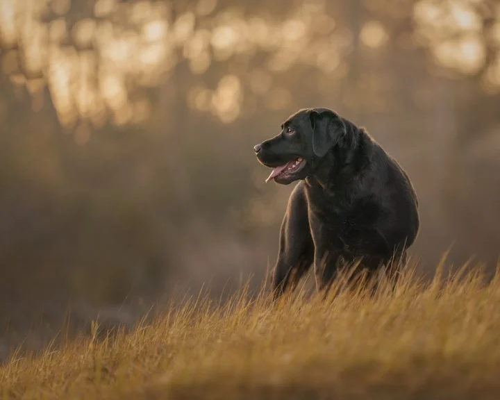 Connecticut Dog Photographer.jpg